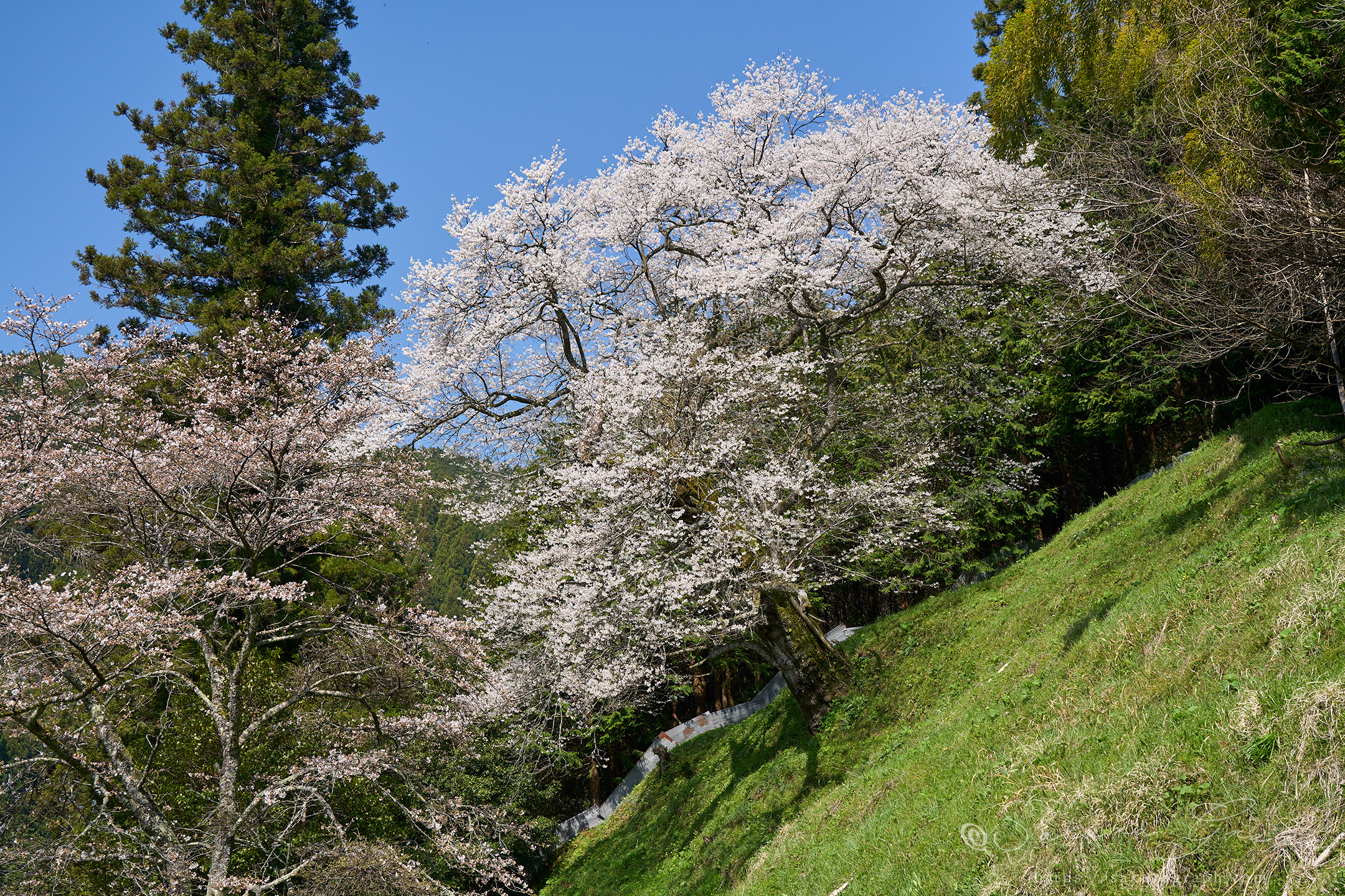 桜本寺の大桜