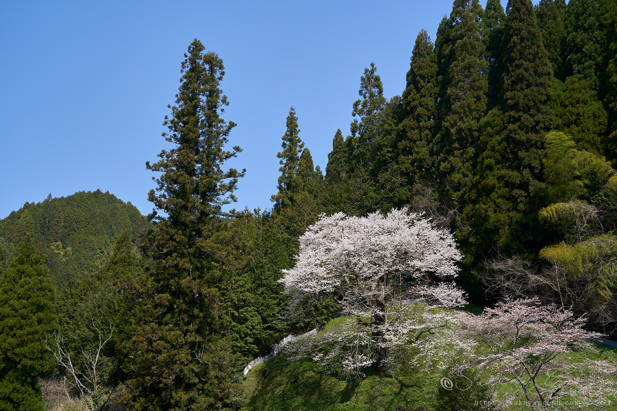 桜本寺の大桜