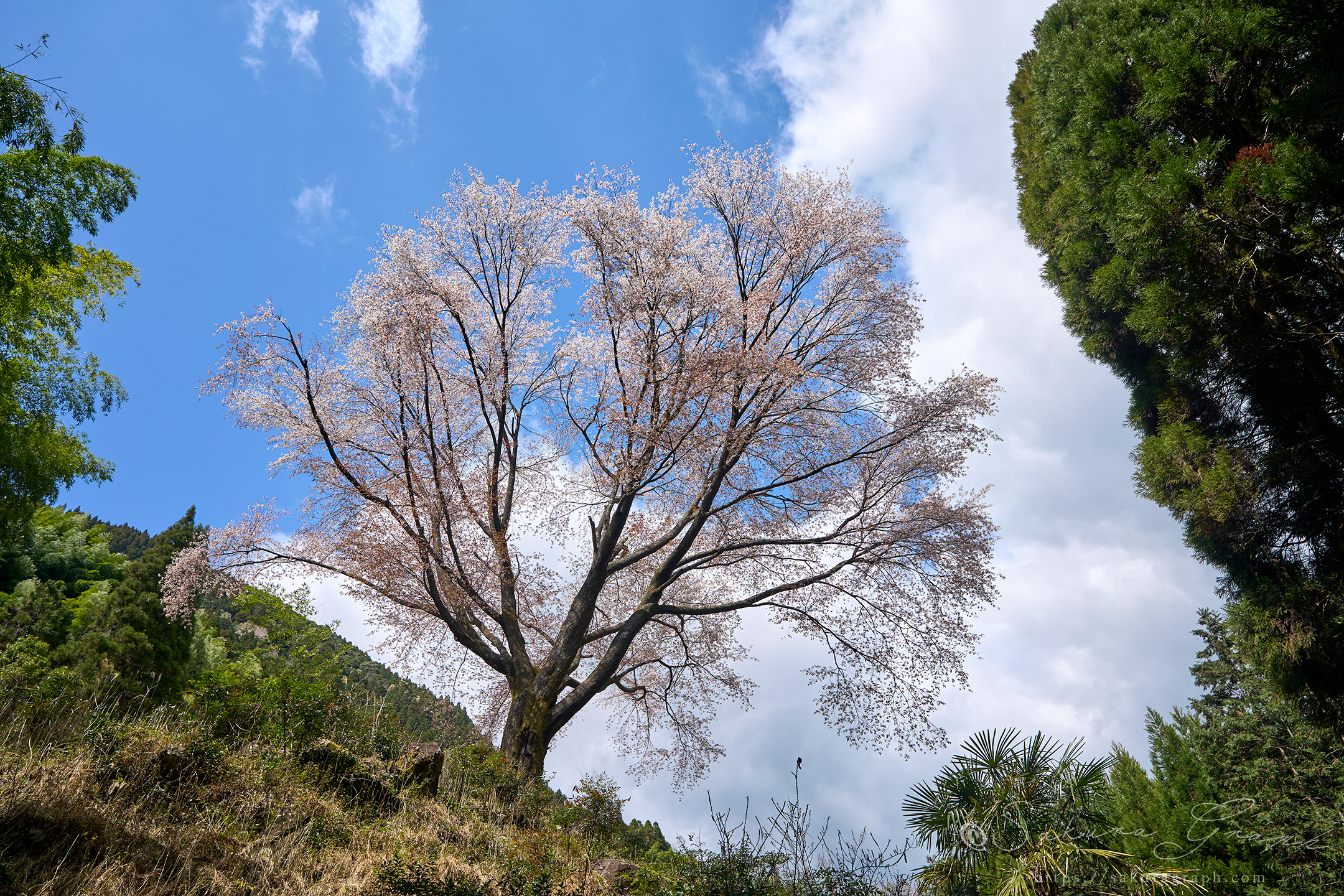 毎床の大桜