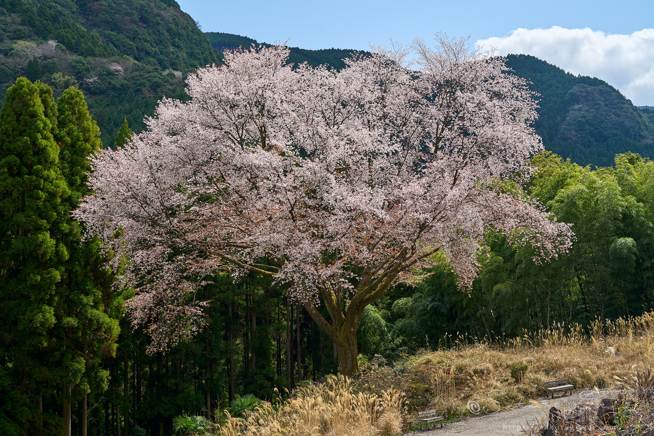 毎床の大桜