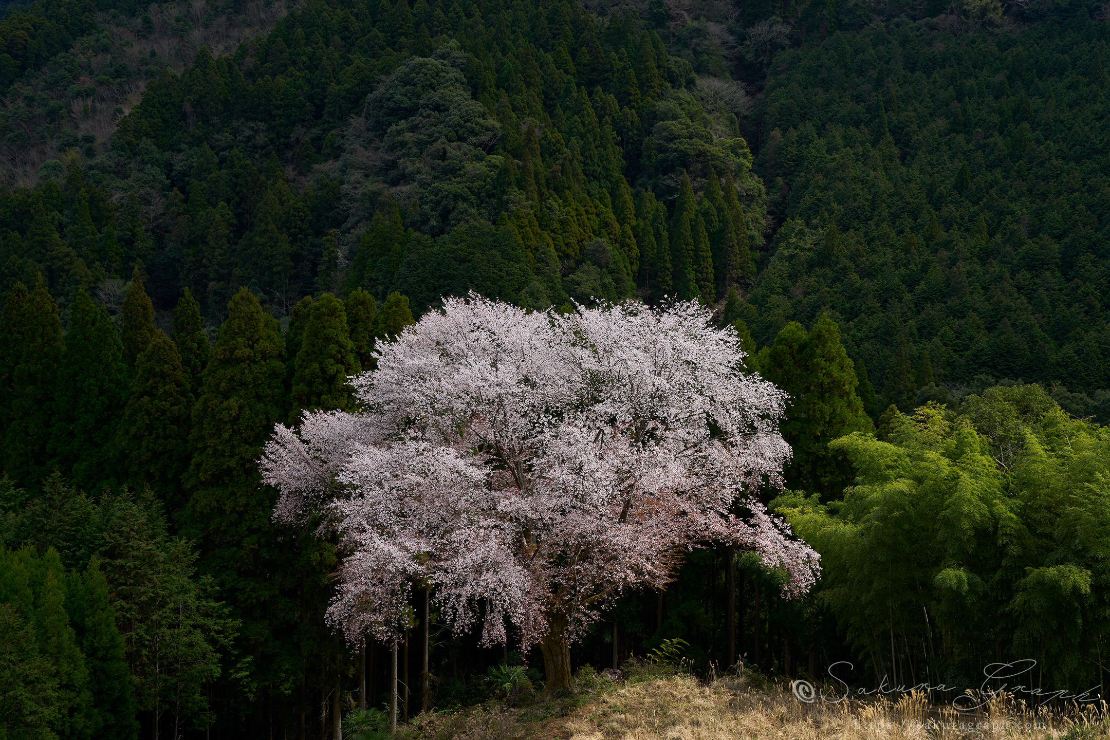 毎床の大桜