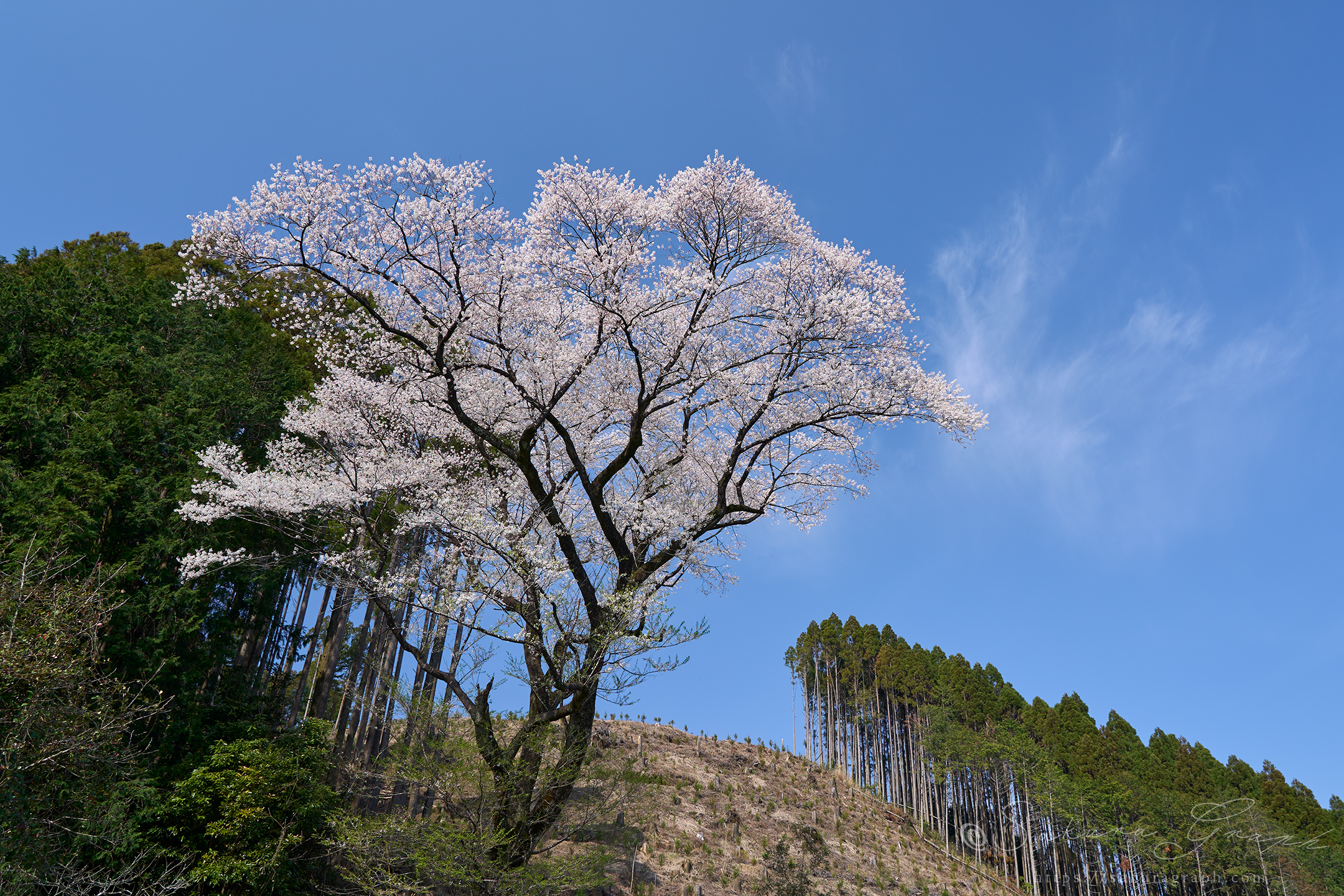 與一桜