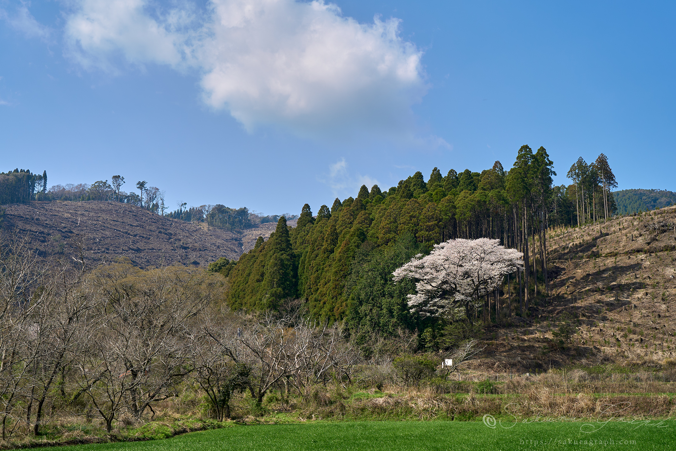 與一桜