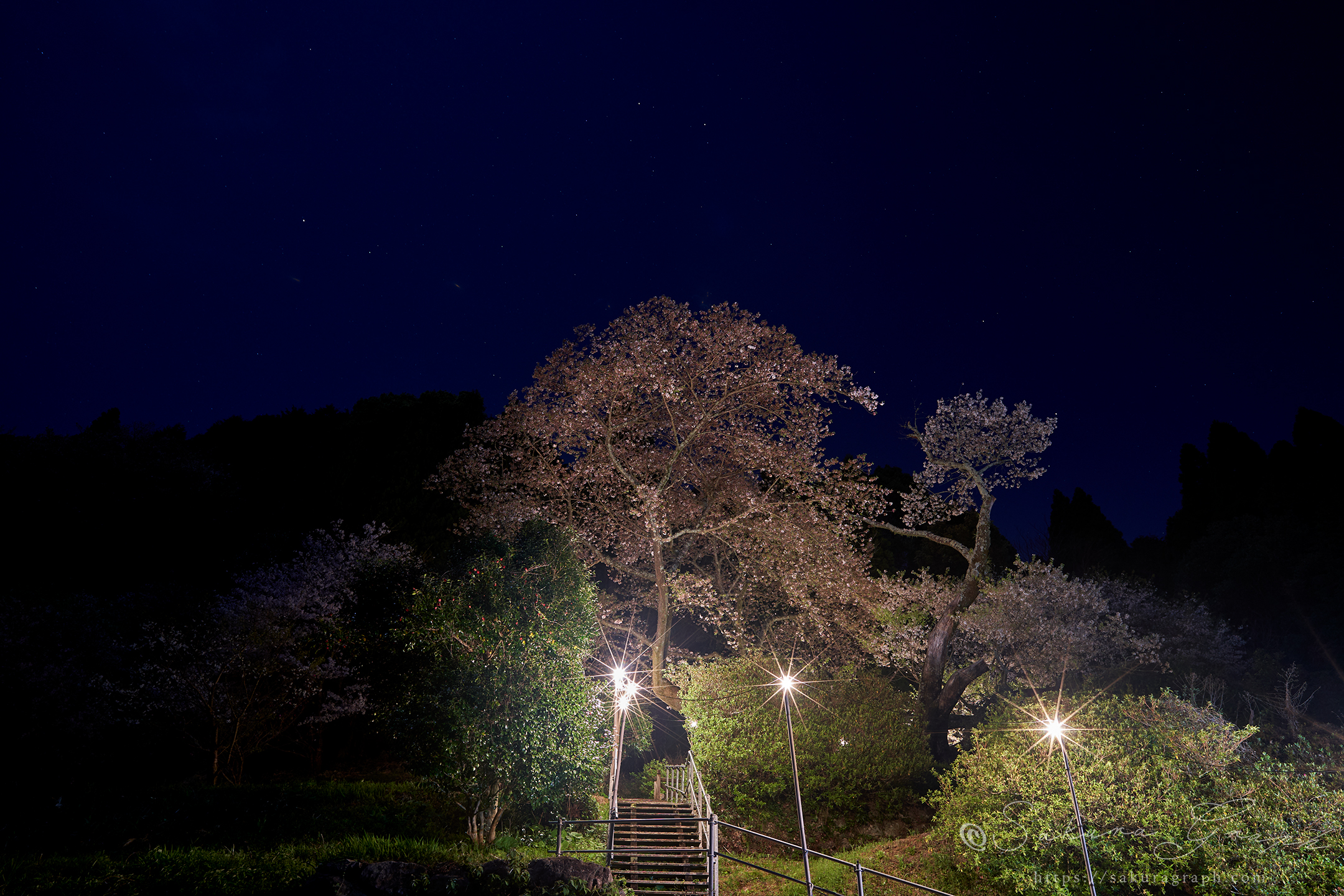 明星桜