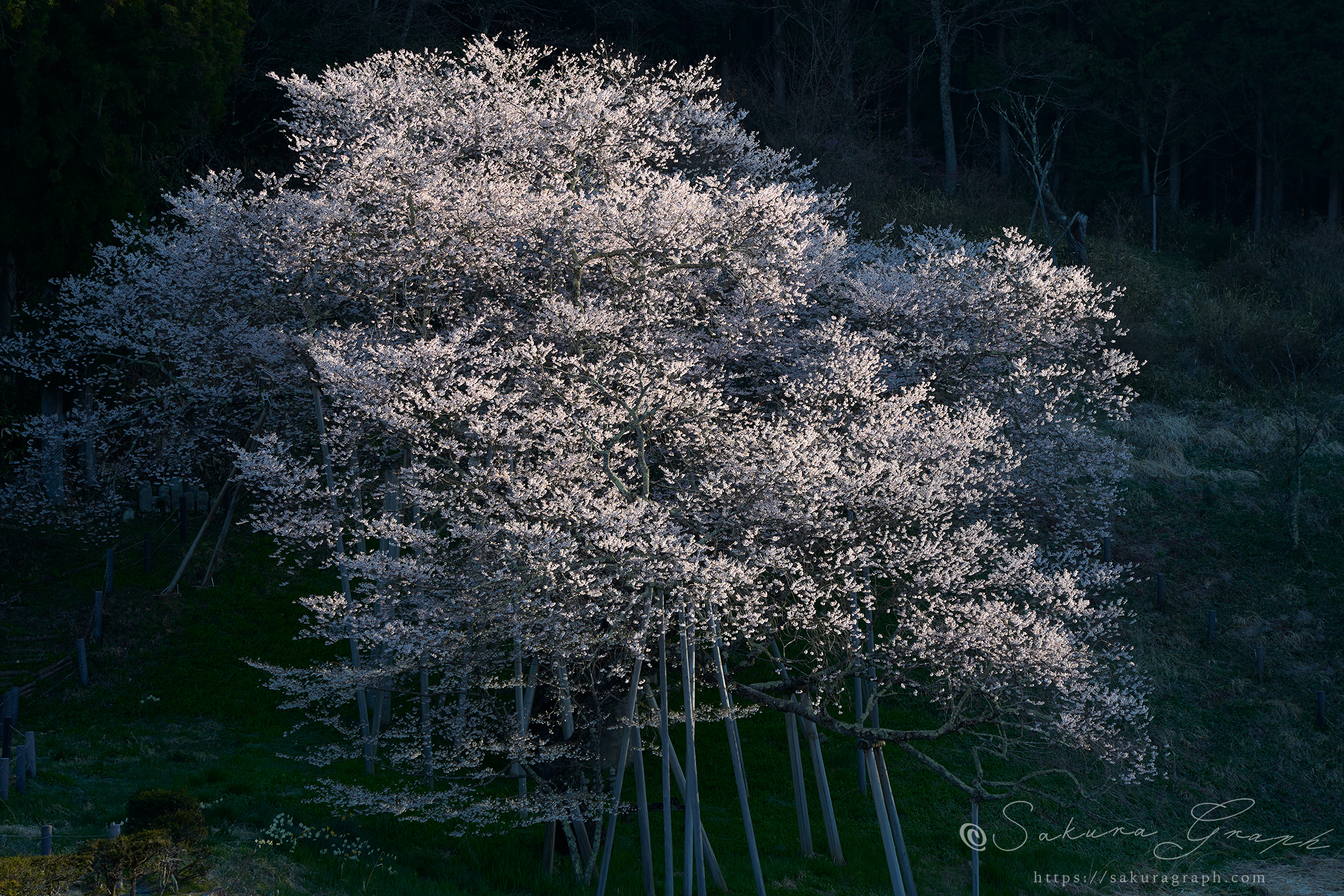 臥龍桜