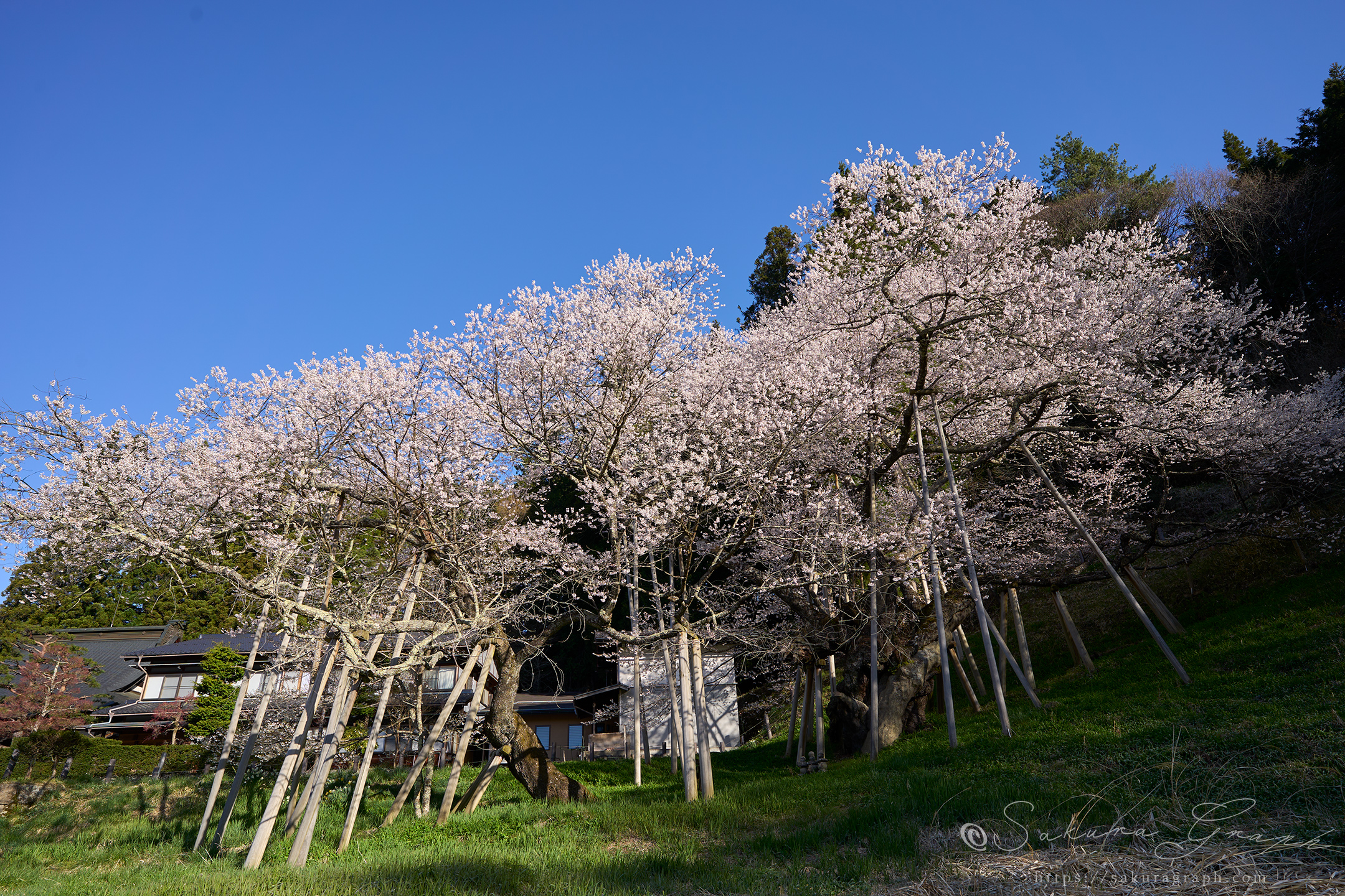 臥龍桜