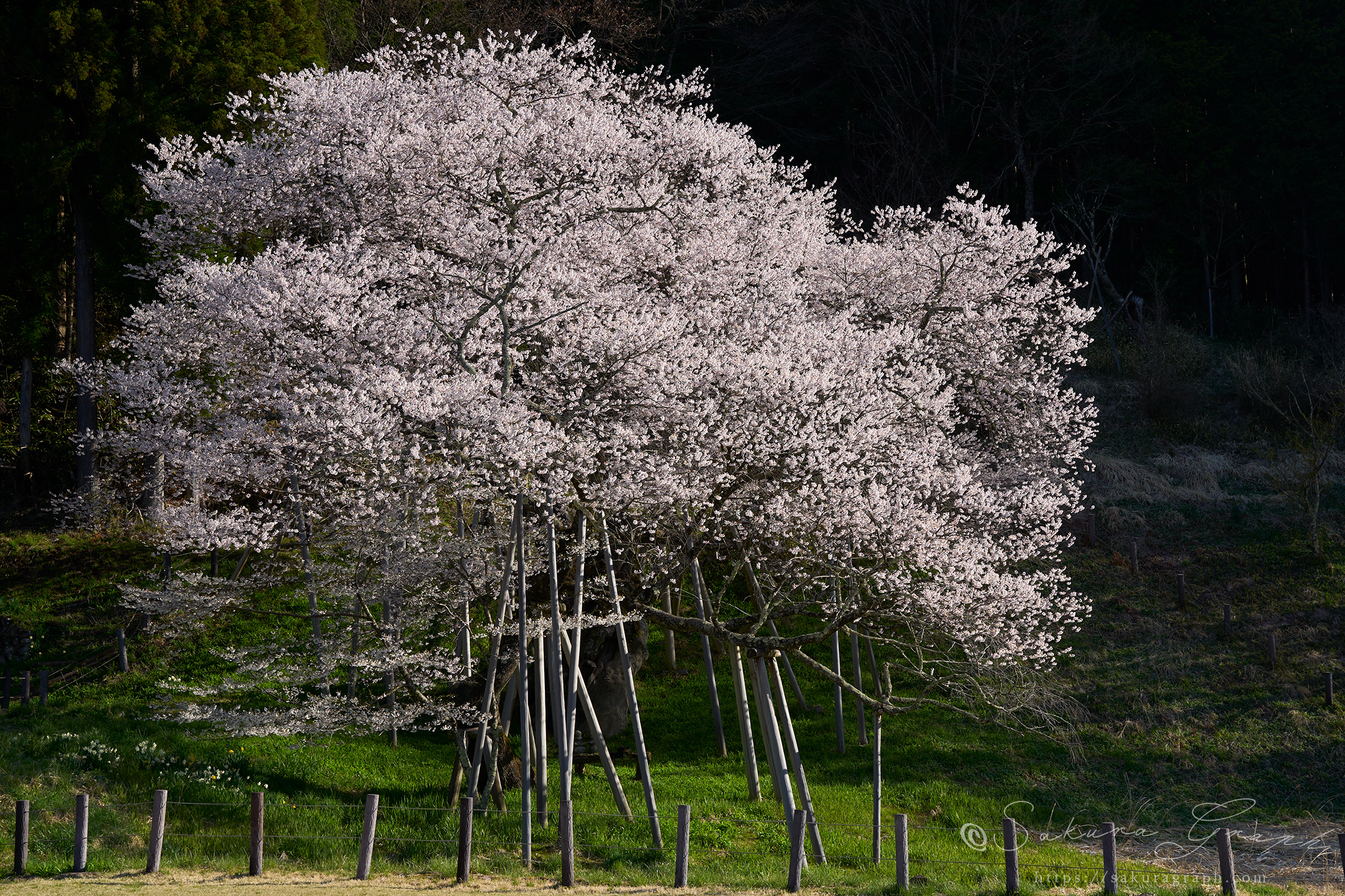 臥龍桜