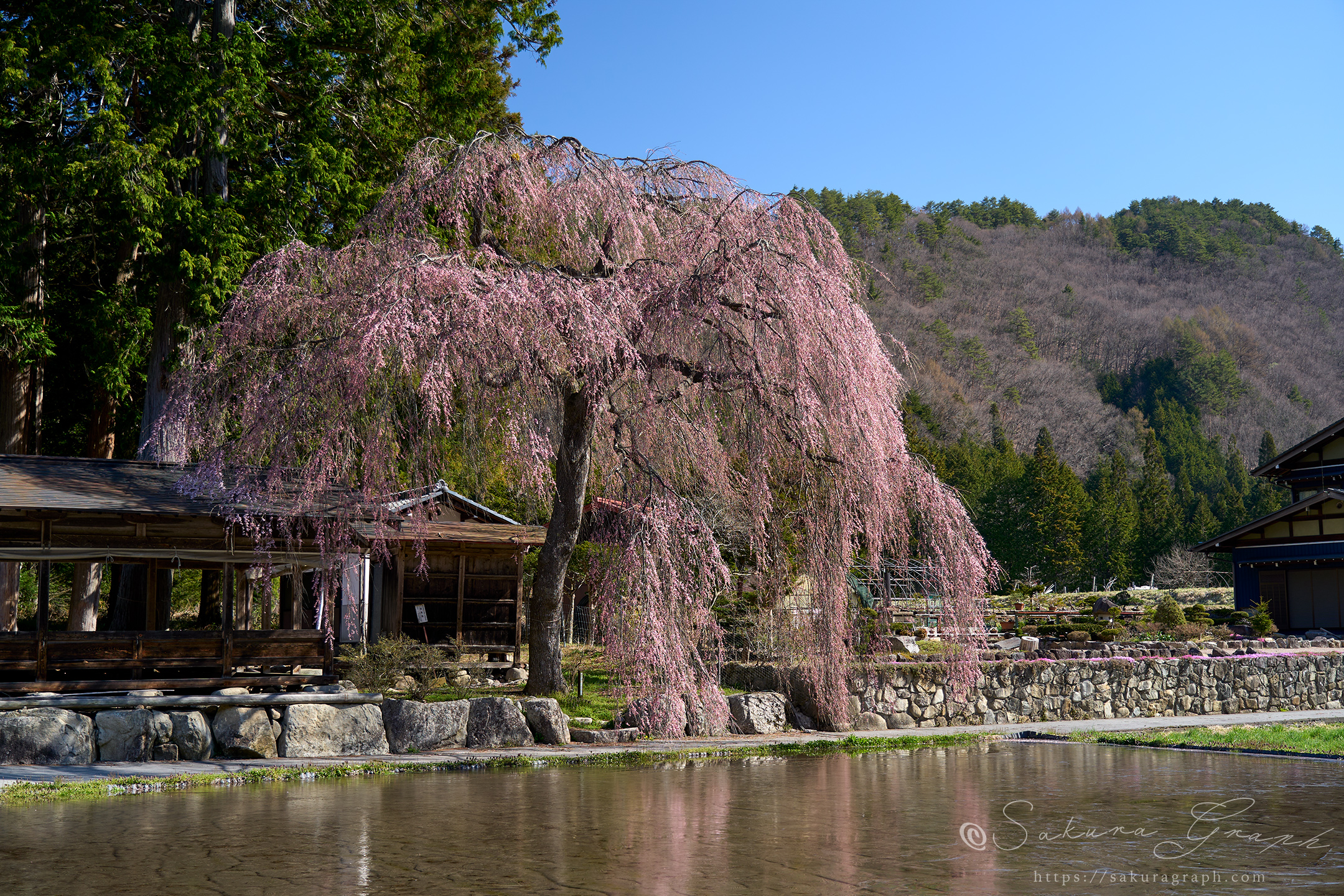 青屋神明神社のシダレザクラ