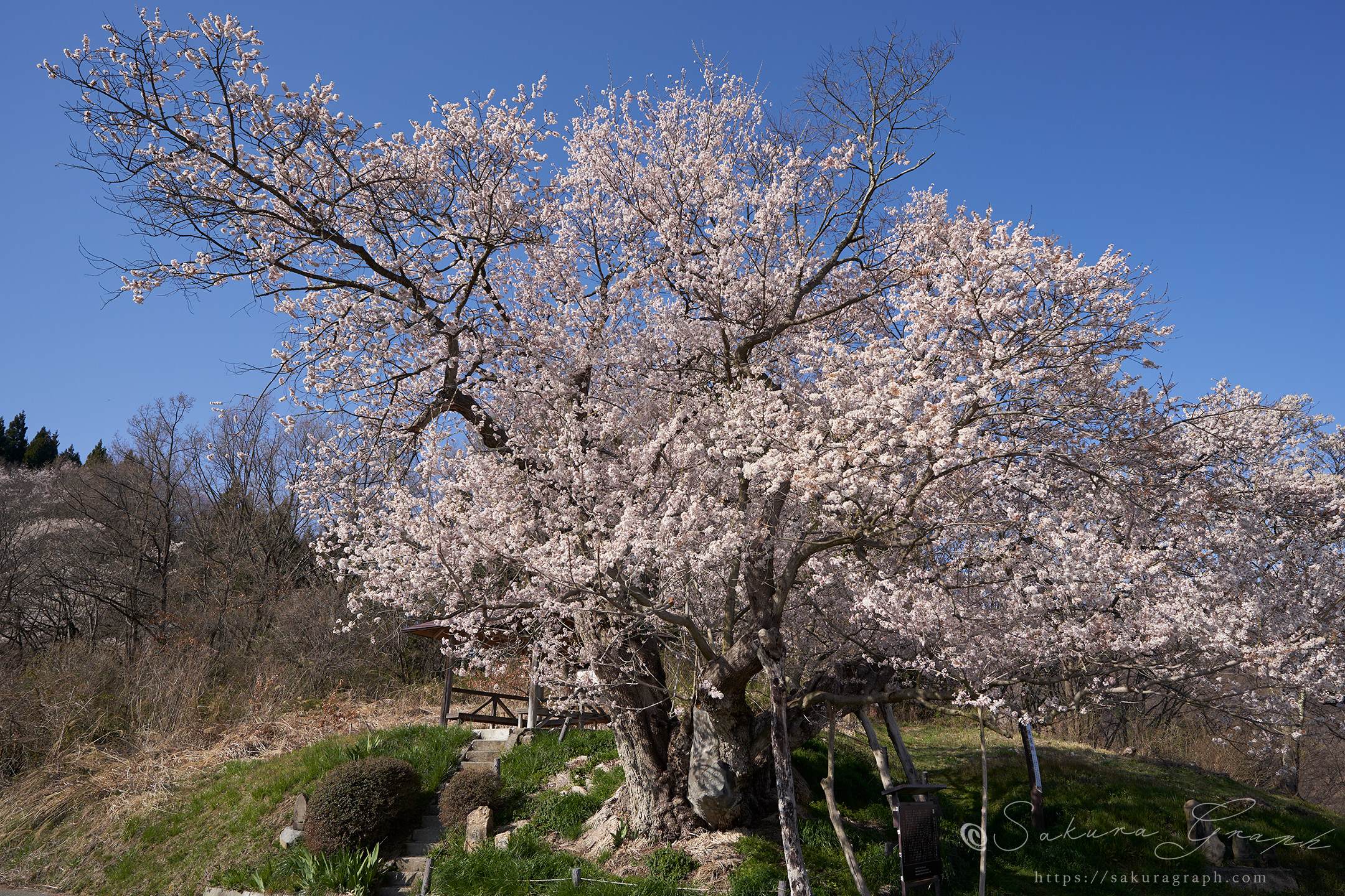 巡礼桜