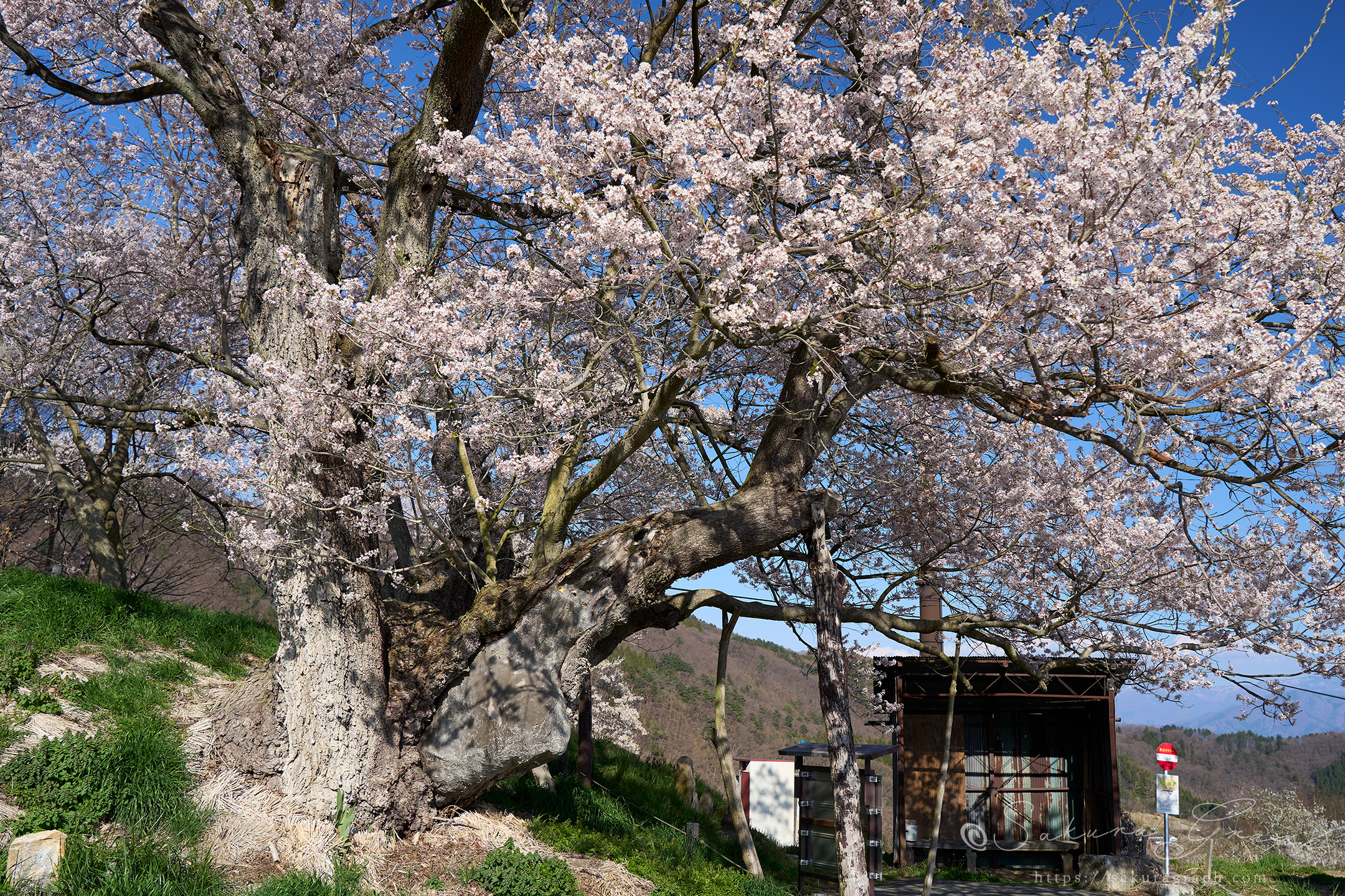 巡礼桜