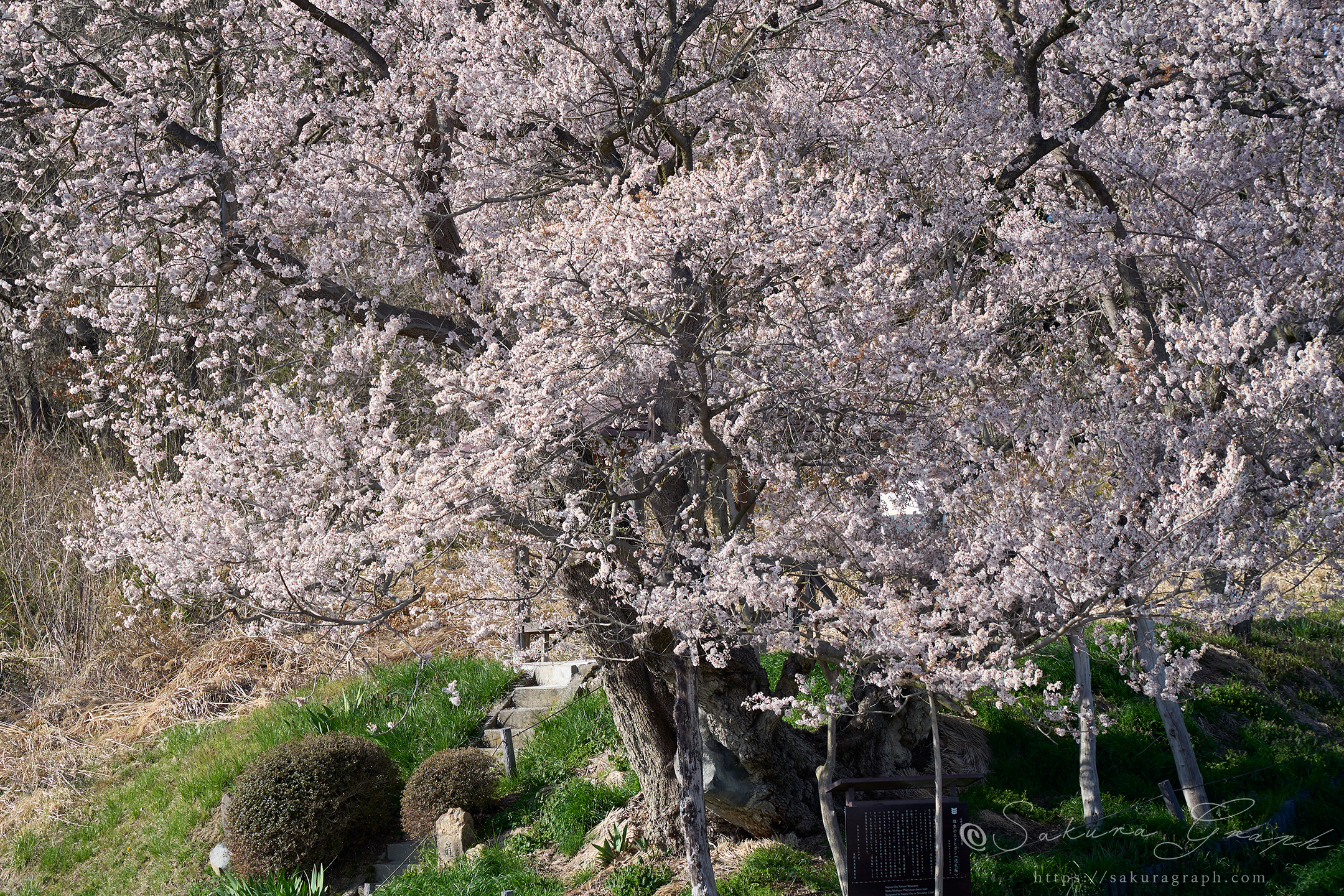 巡礼桜