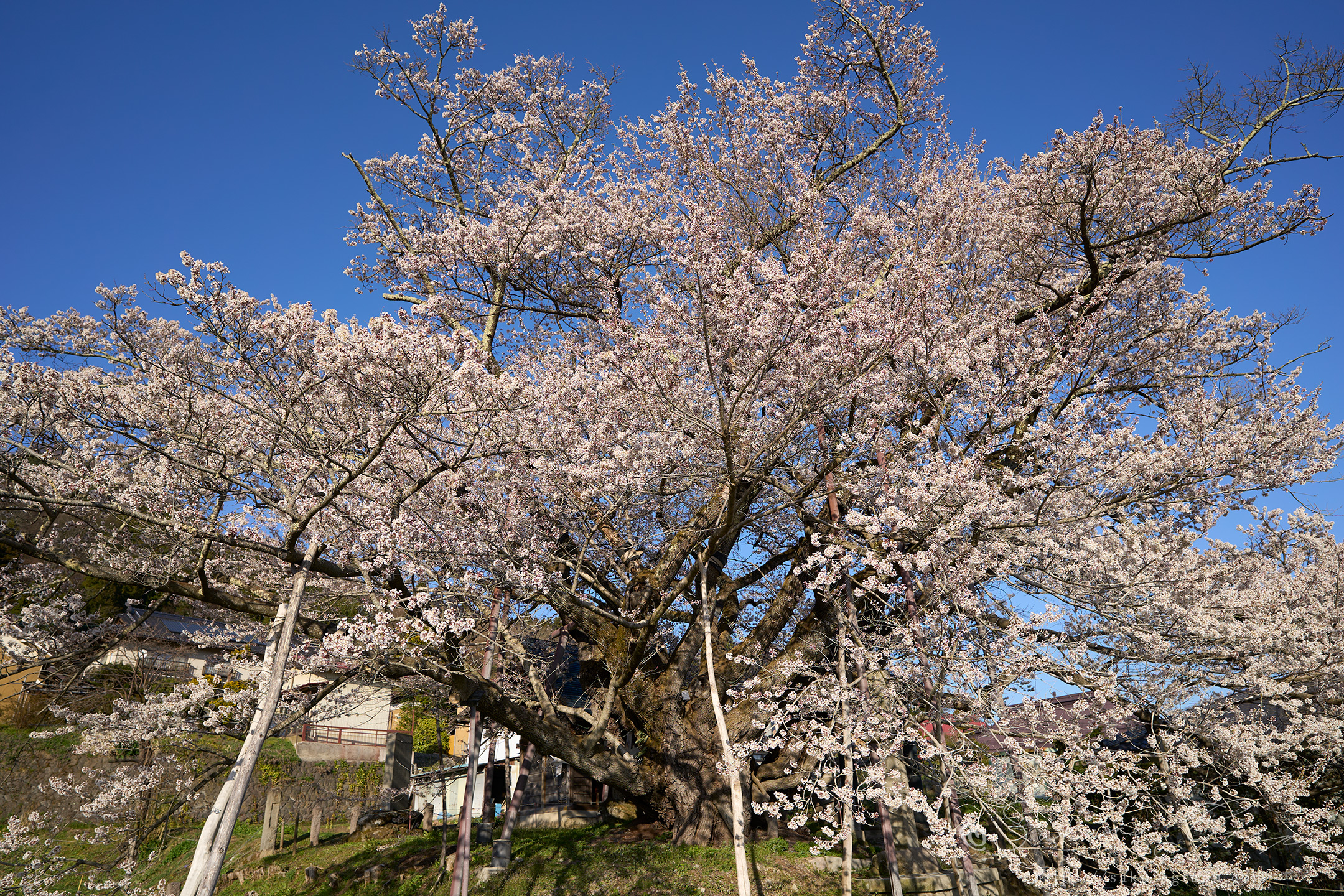 素桜神社の神代桜