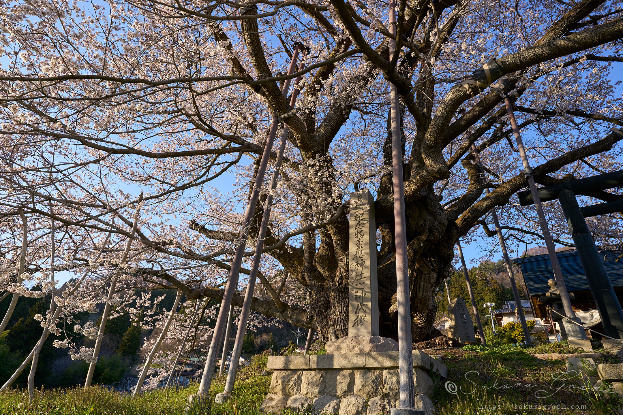 素桜神社の神代桜