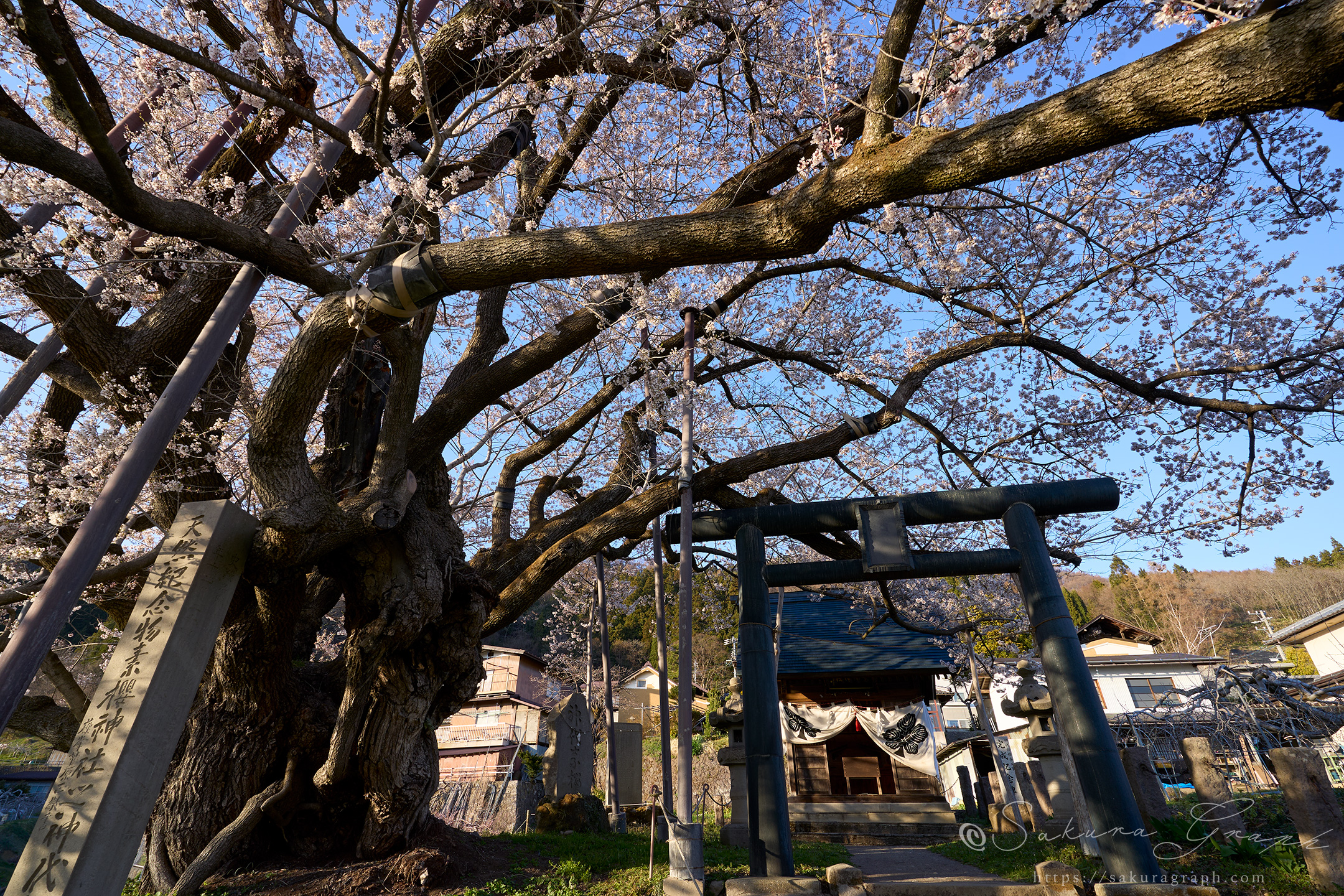 素桜神社の神代桜