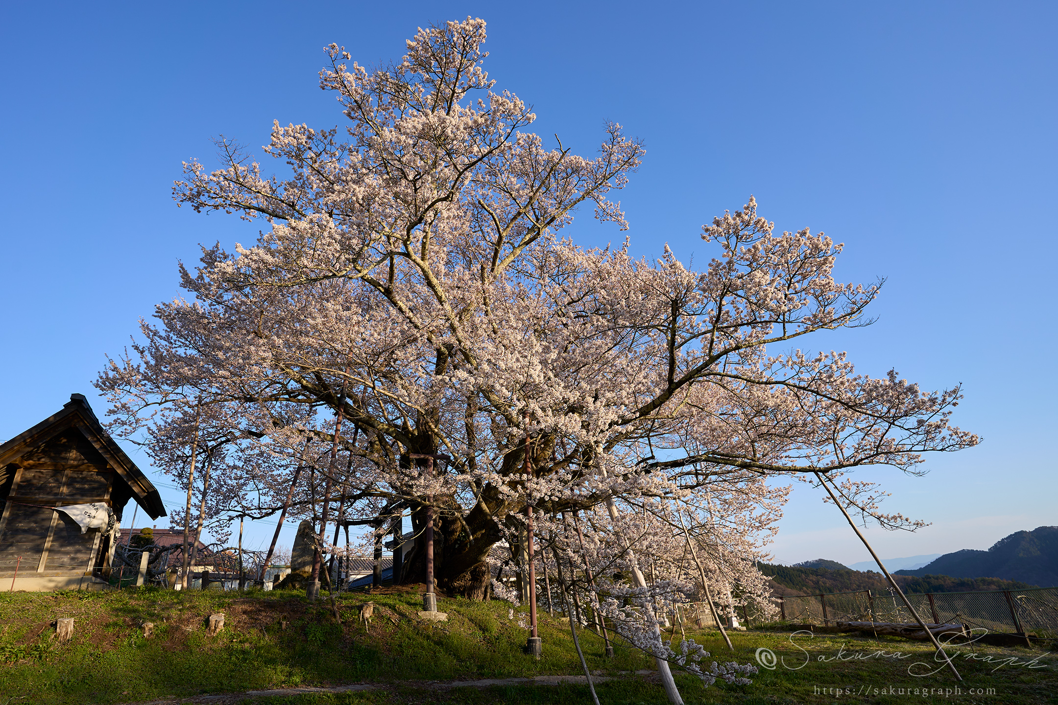 素桜神社の神代桜