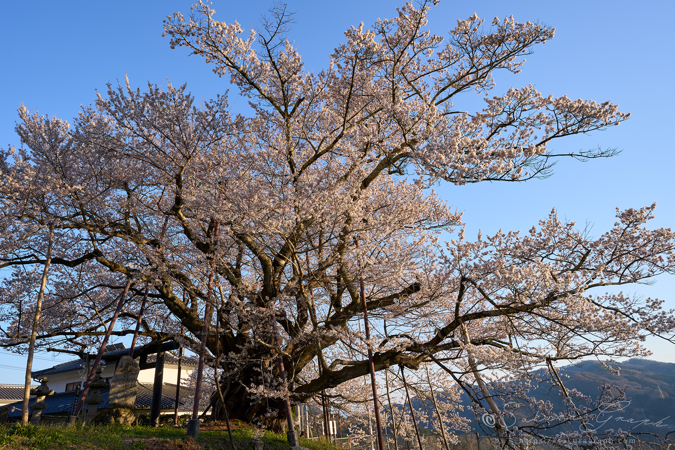 素桜神社の神代桜