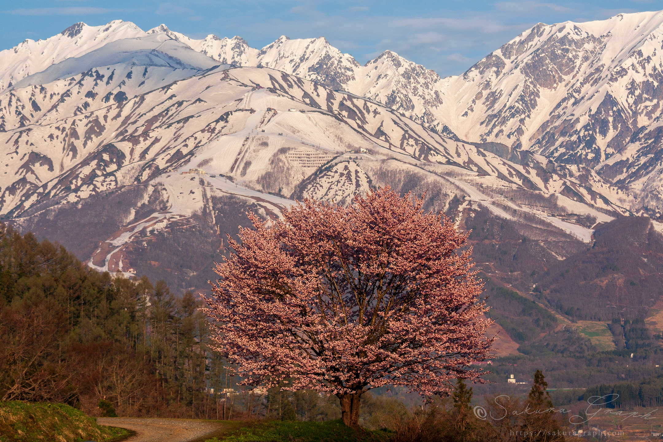 野平の桜