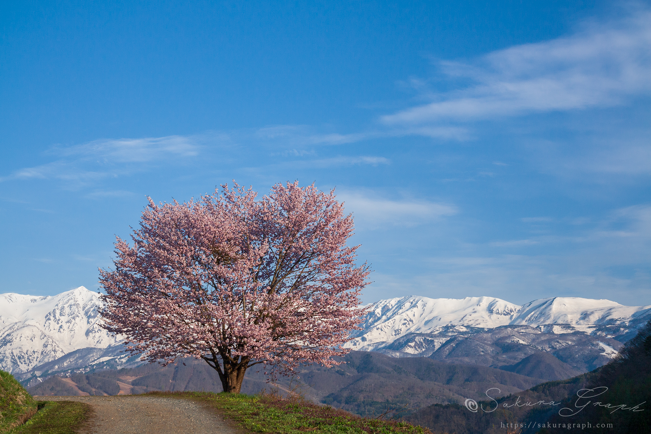 野平の桜