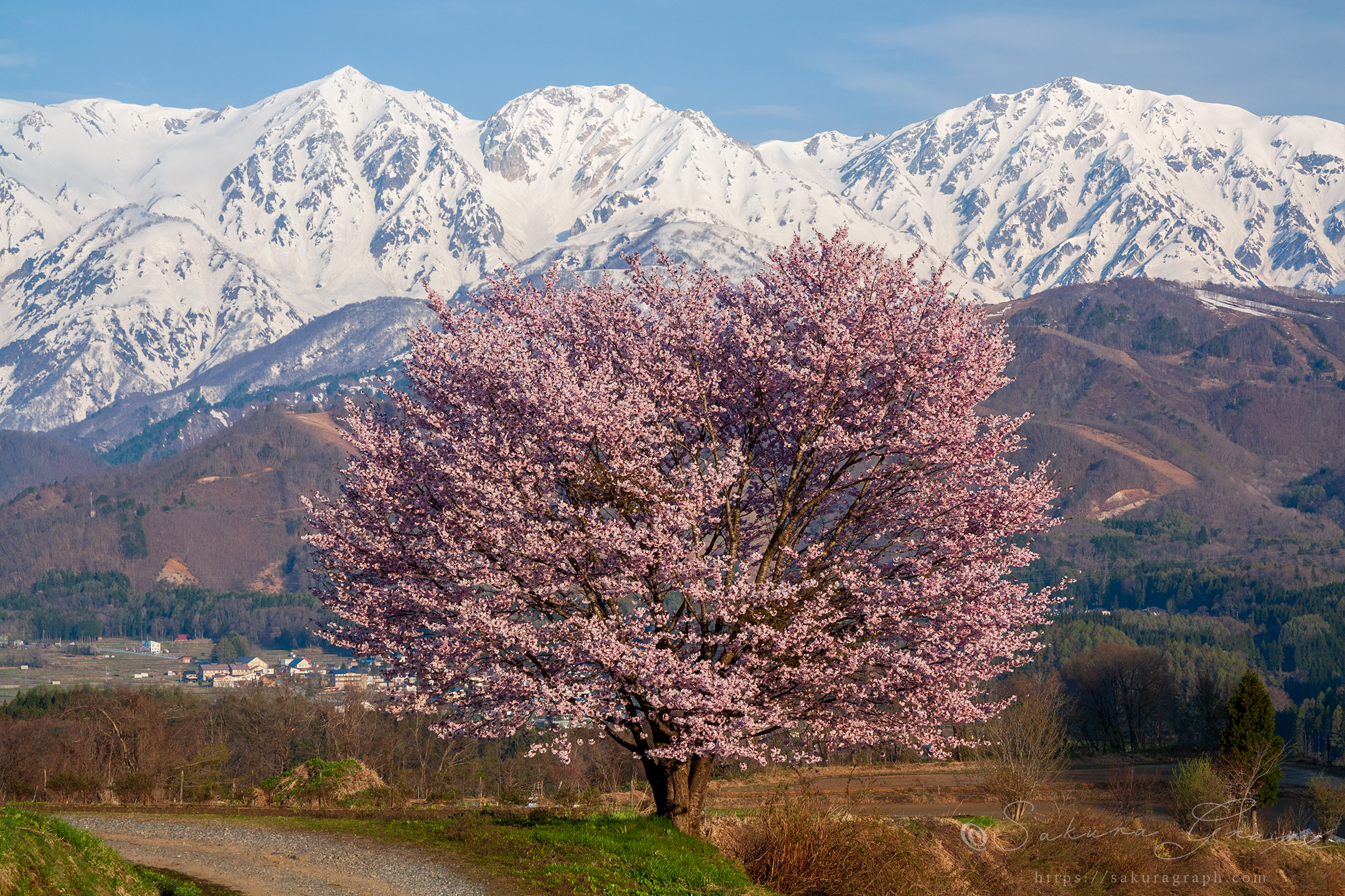 野平の桜