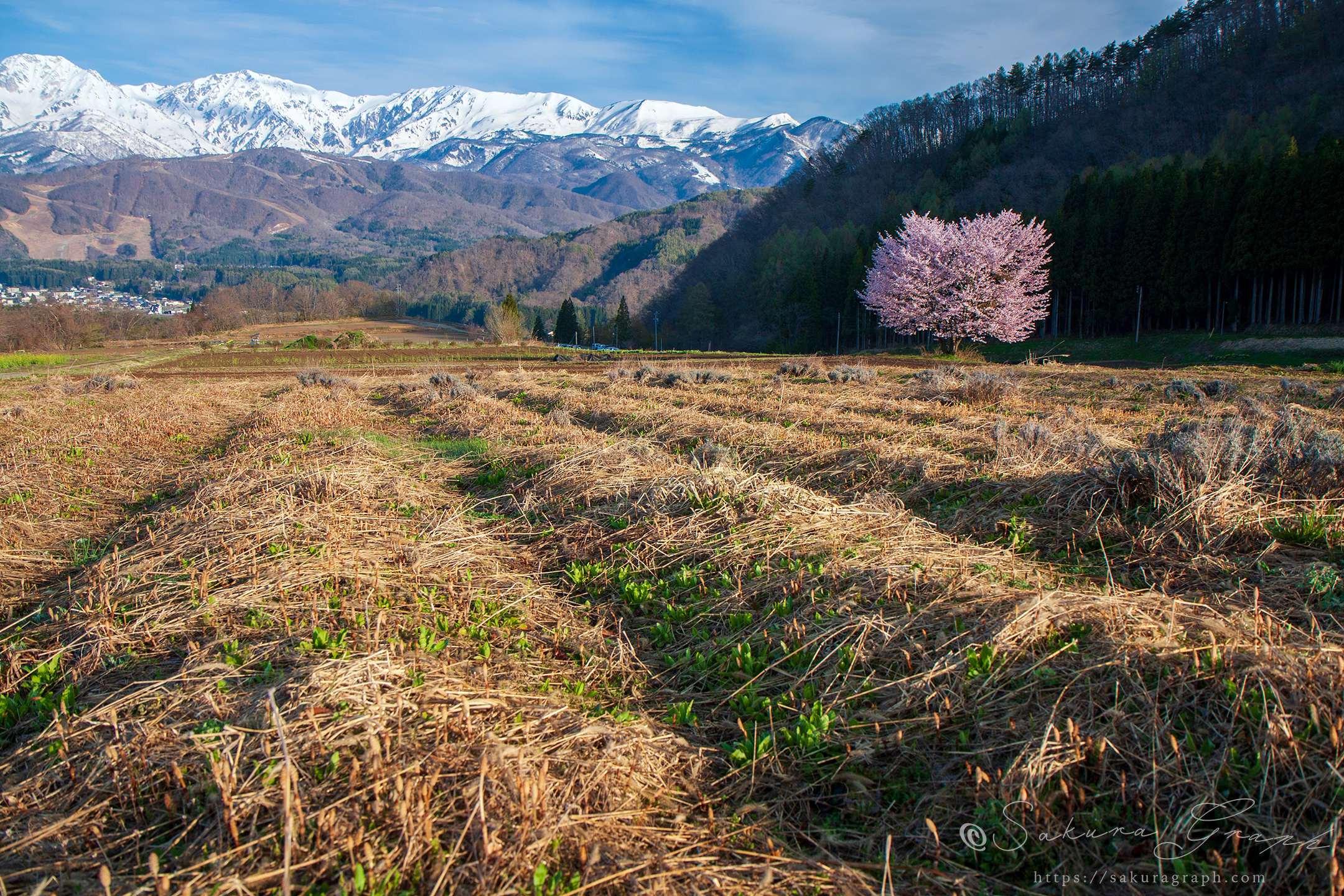 野平の桜