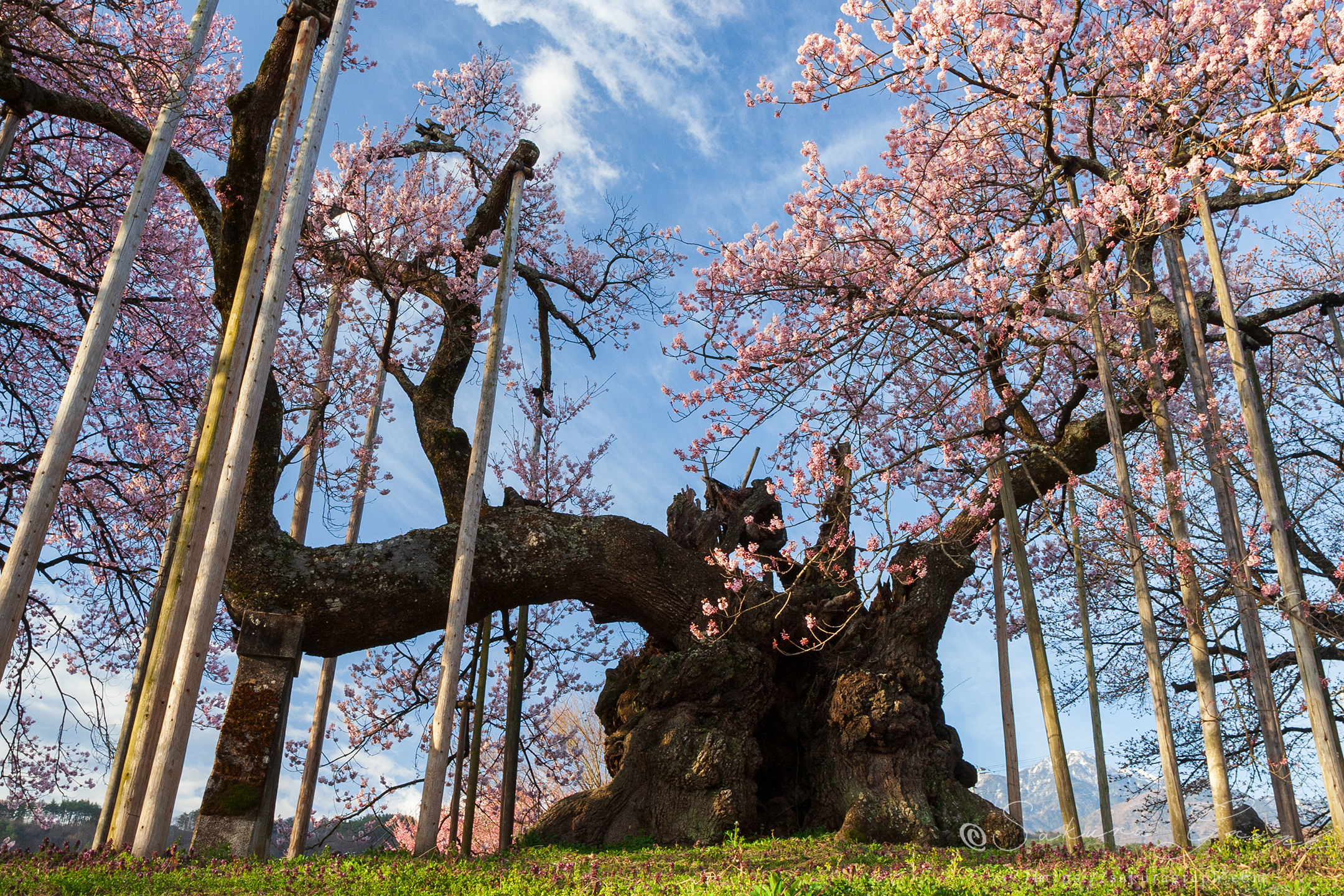 山高神代桜