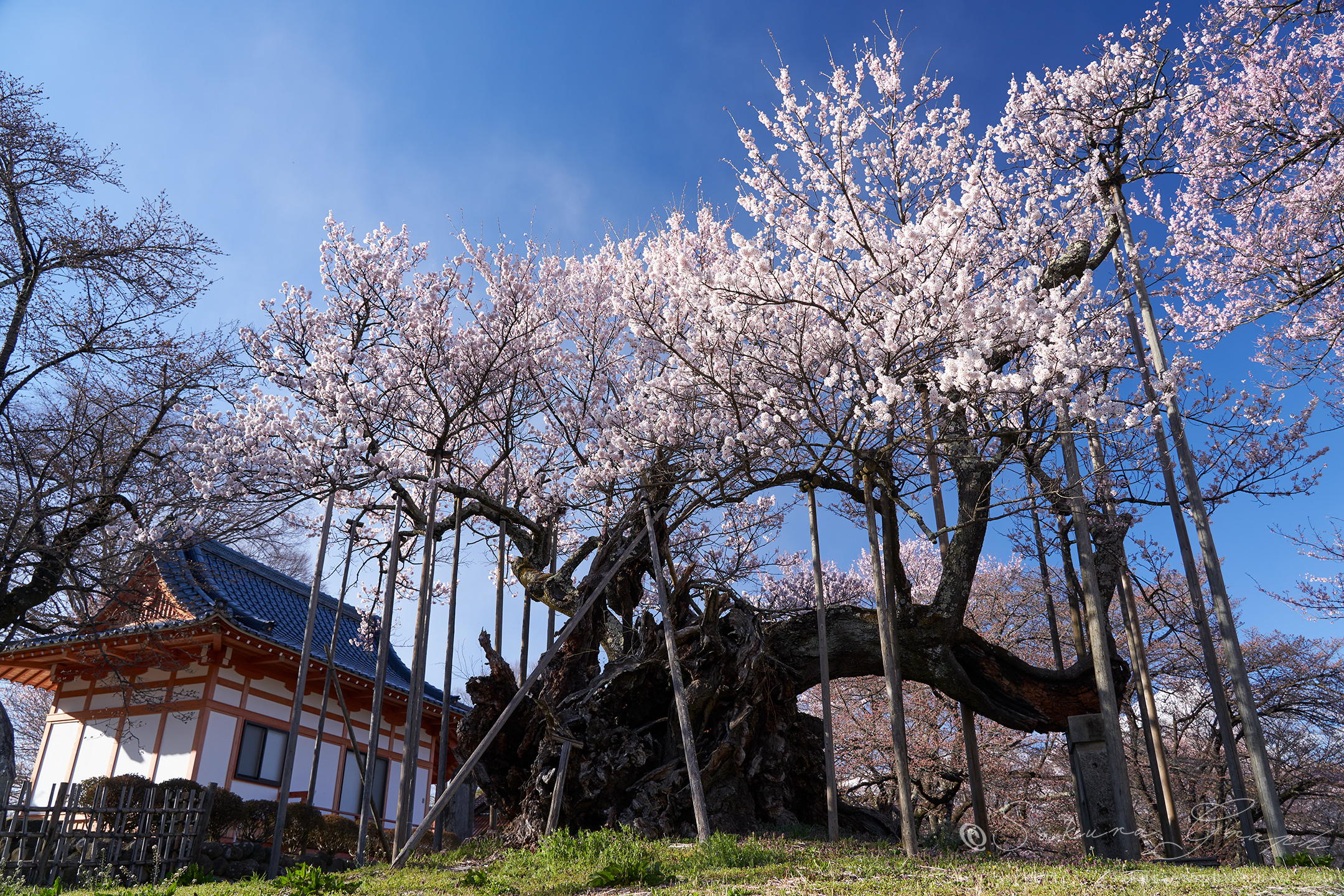 山高神代桜