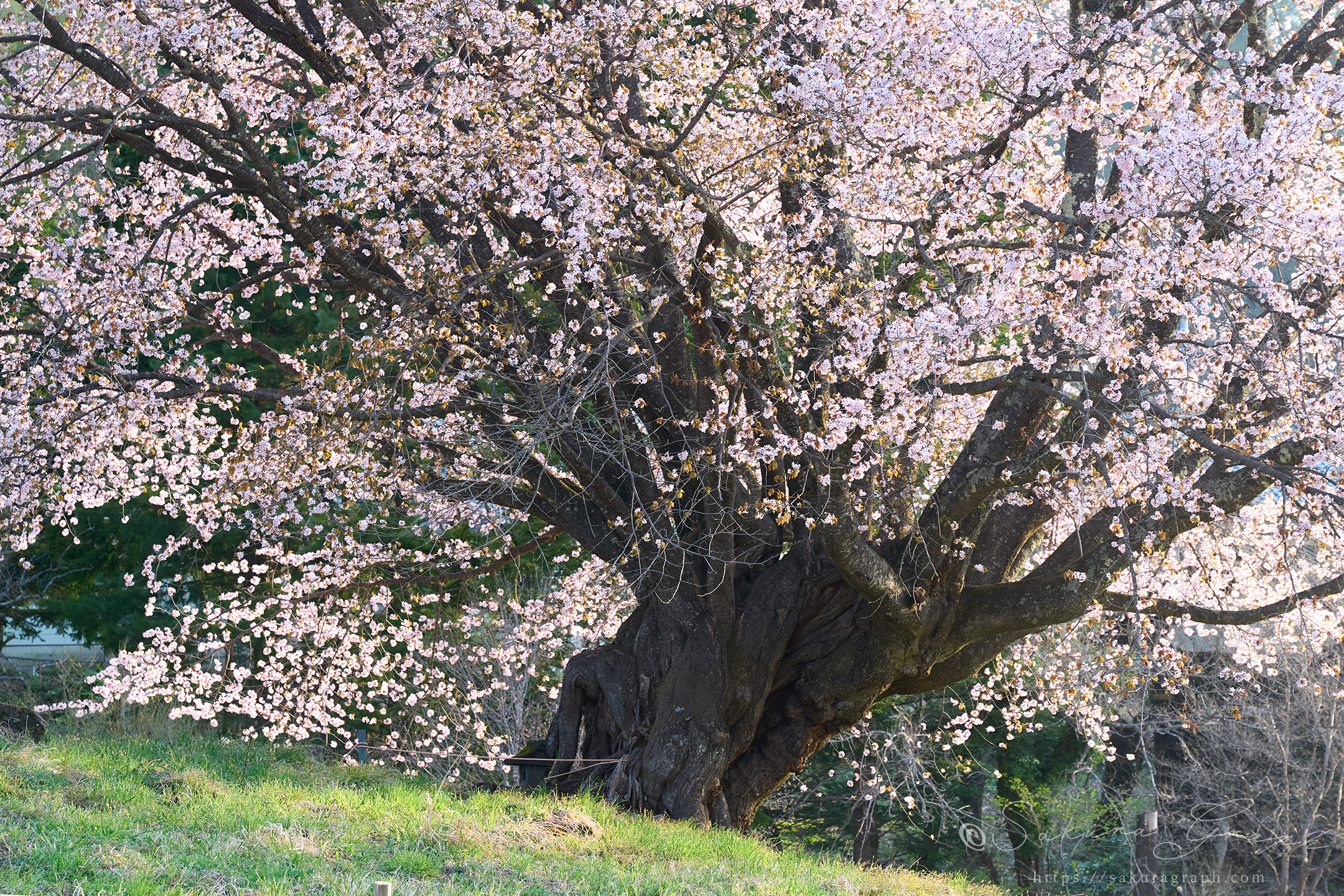 針山の天王桜