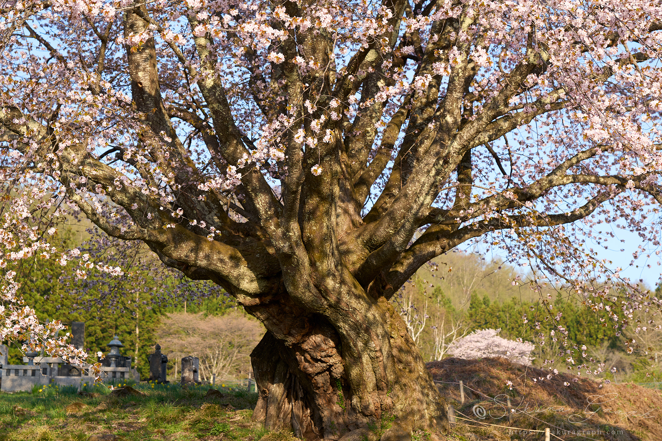 針山の天王桜