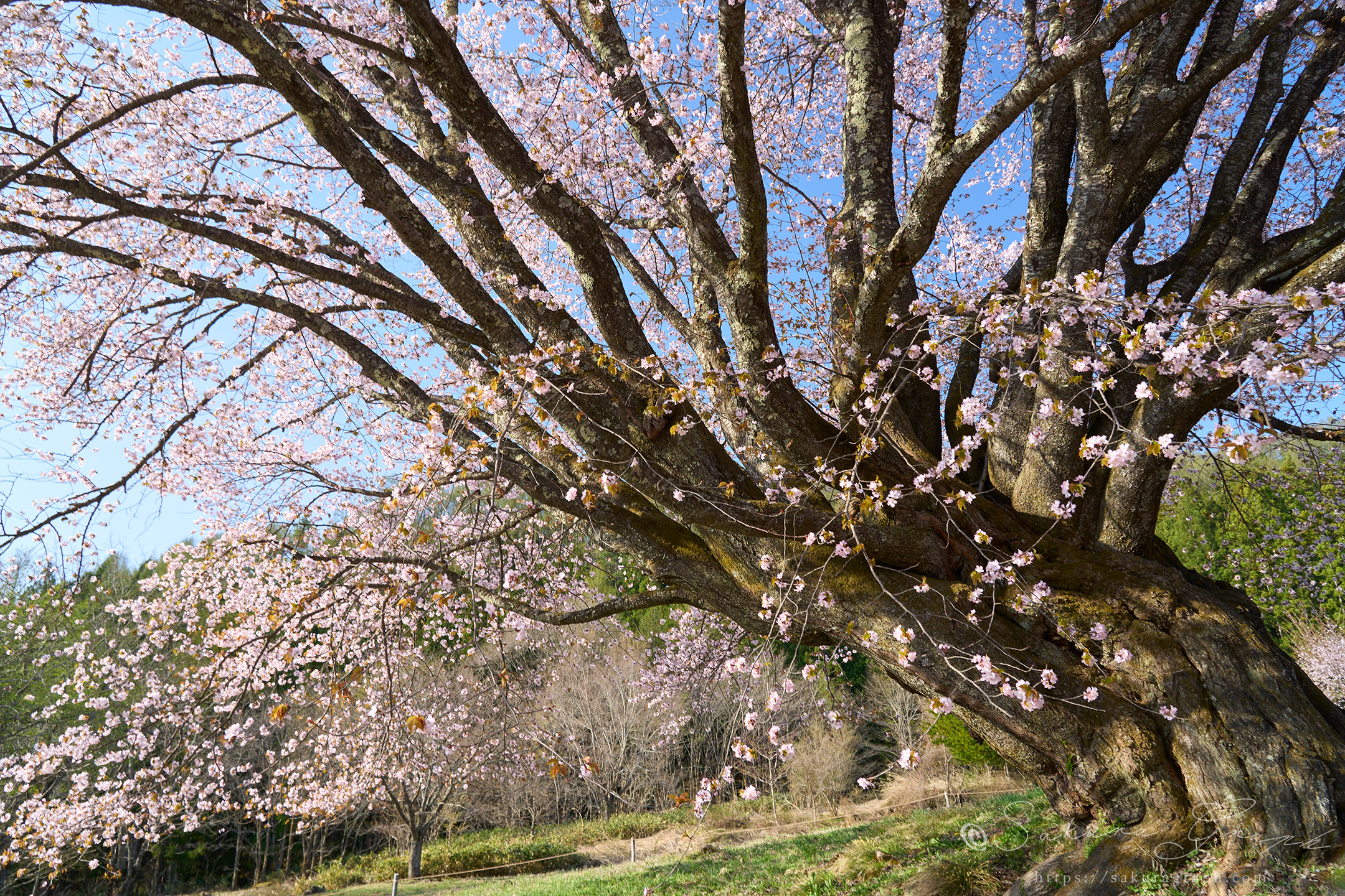 針山の天王桜