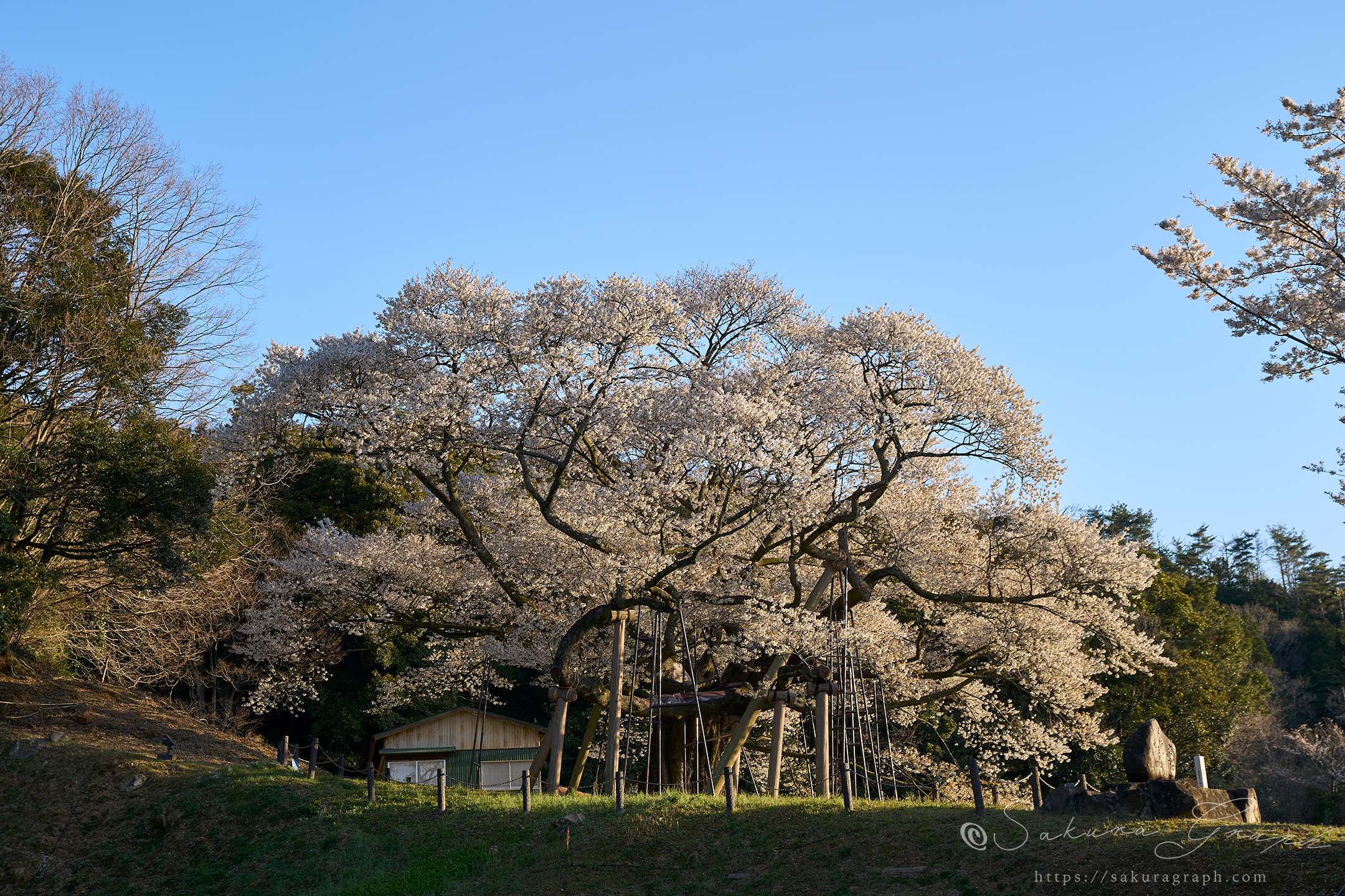 三隅大平桜