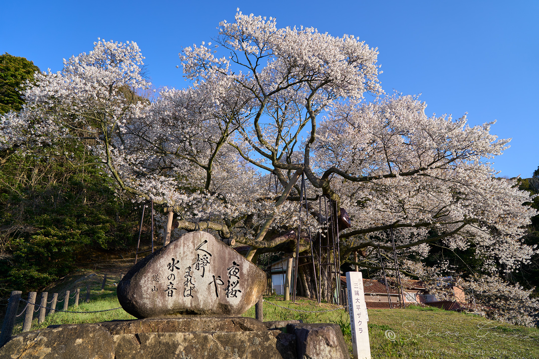 三隅大平桜