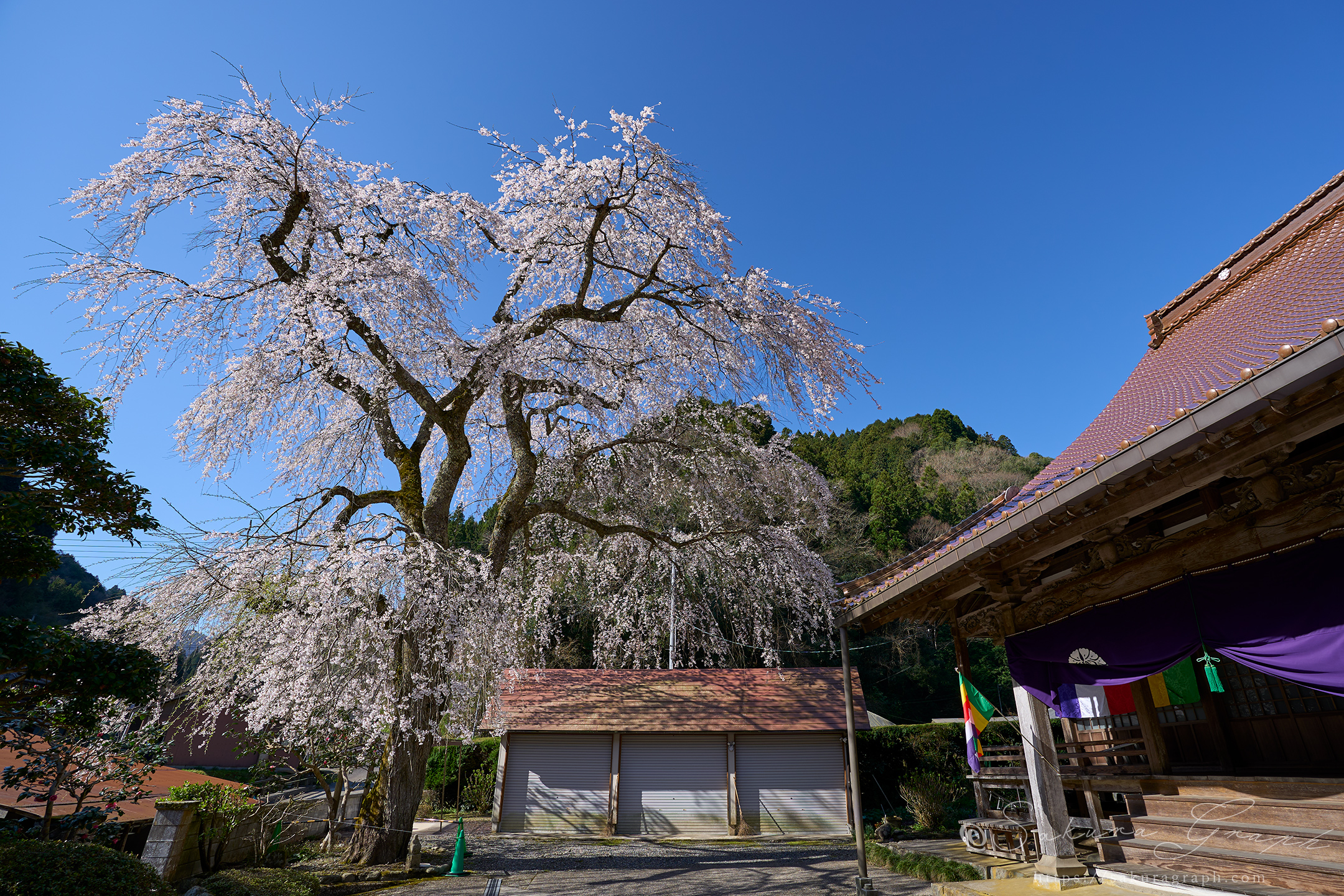 安養寺のシダレザクラ