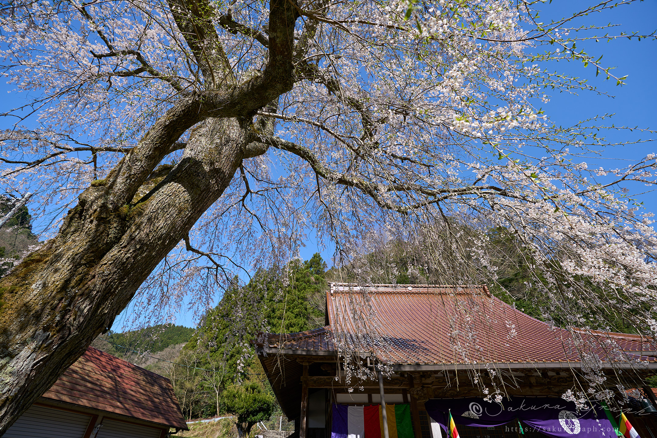 安養寺のシダレザクラ