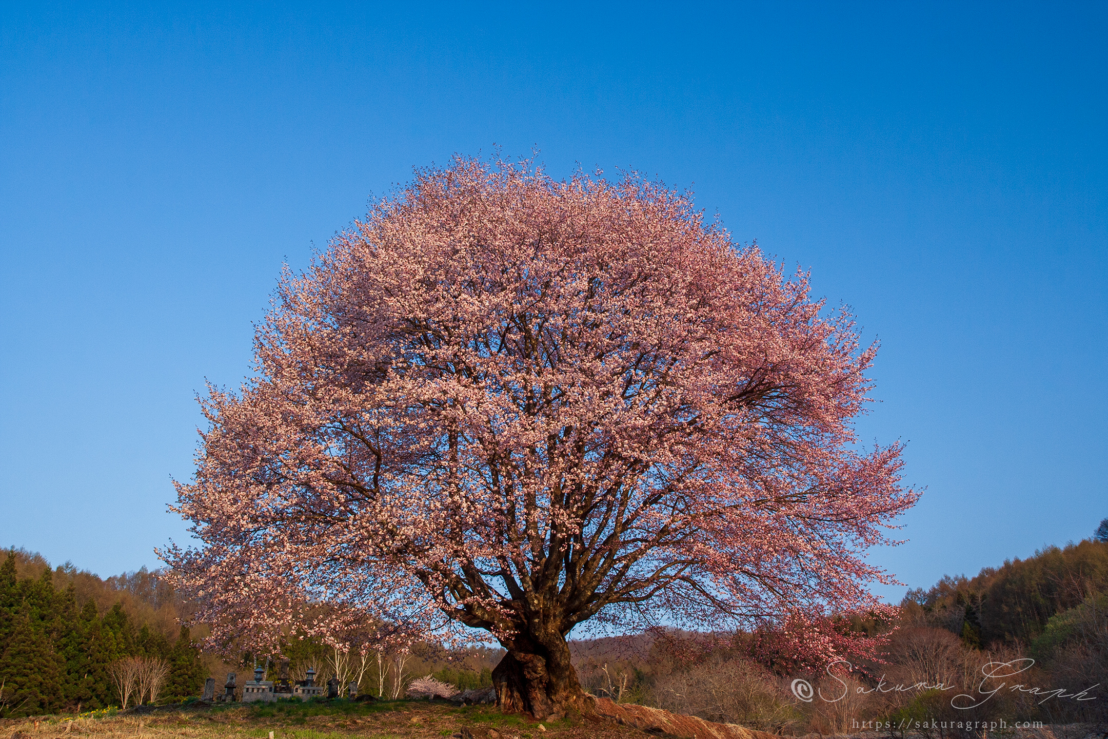 針山の天王桜