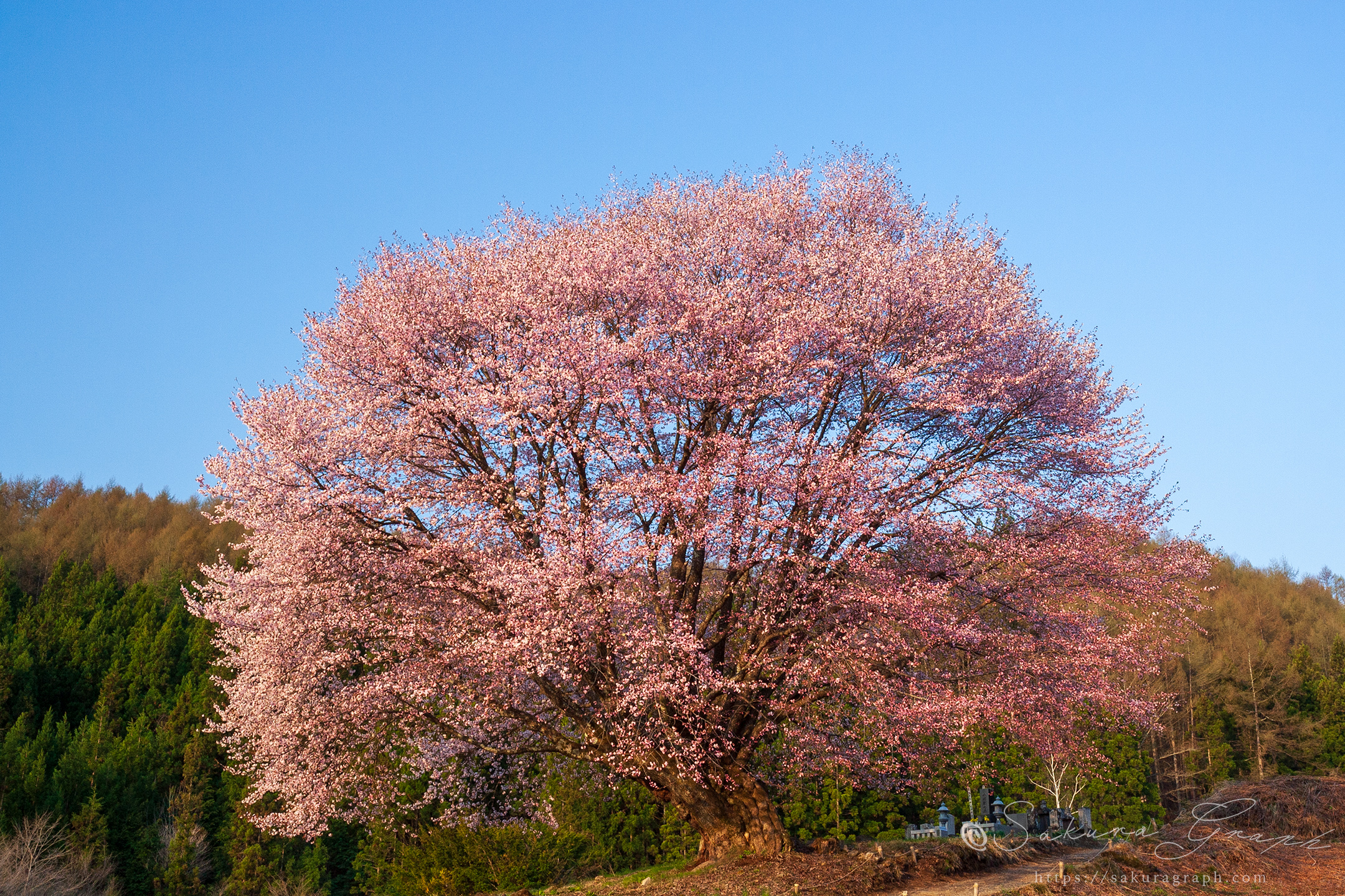 針山の天王桜