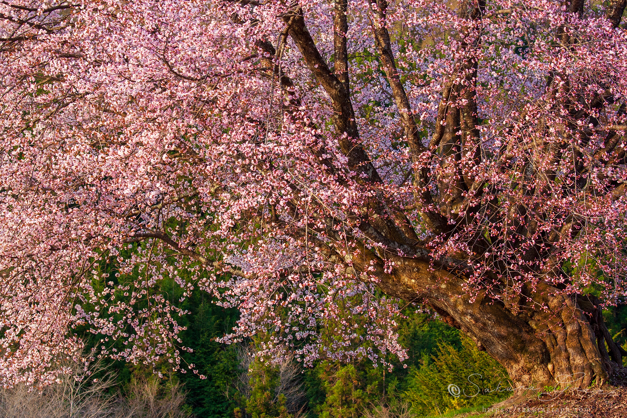 針山の天王桜