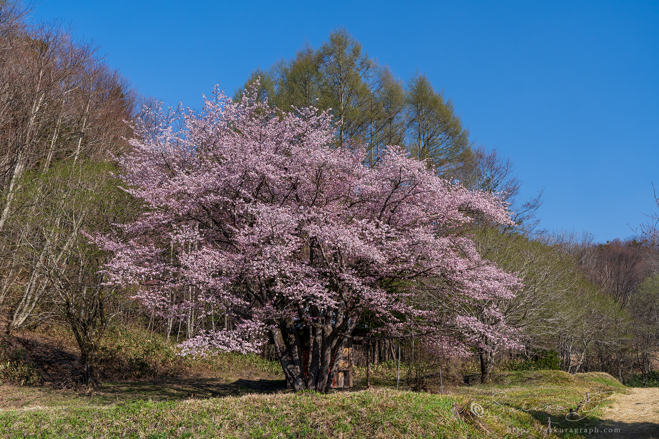 オキノ桜