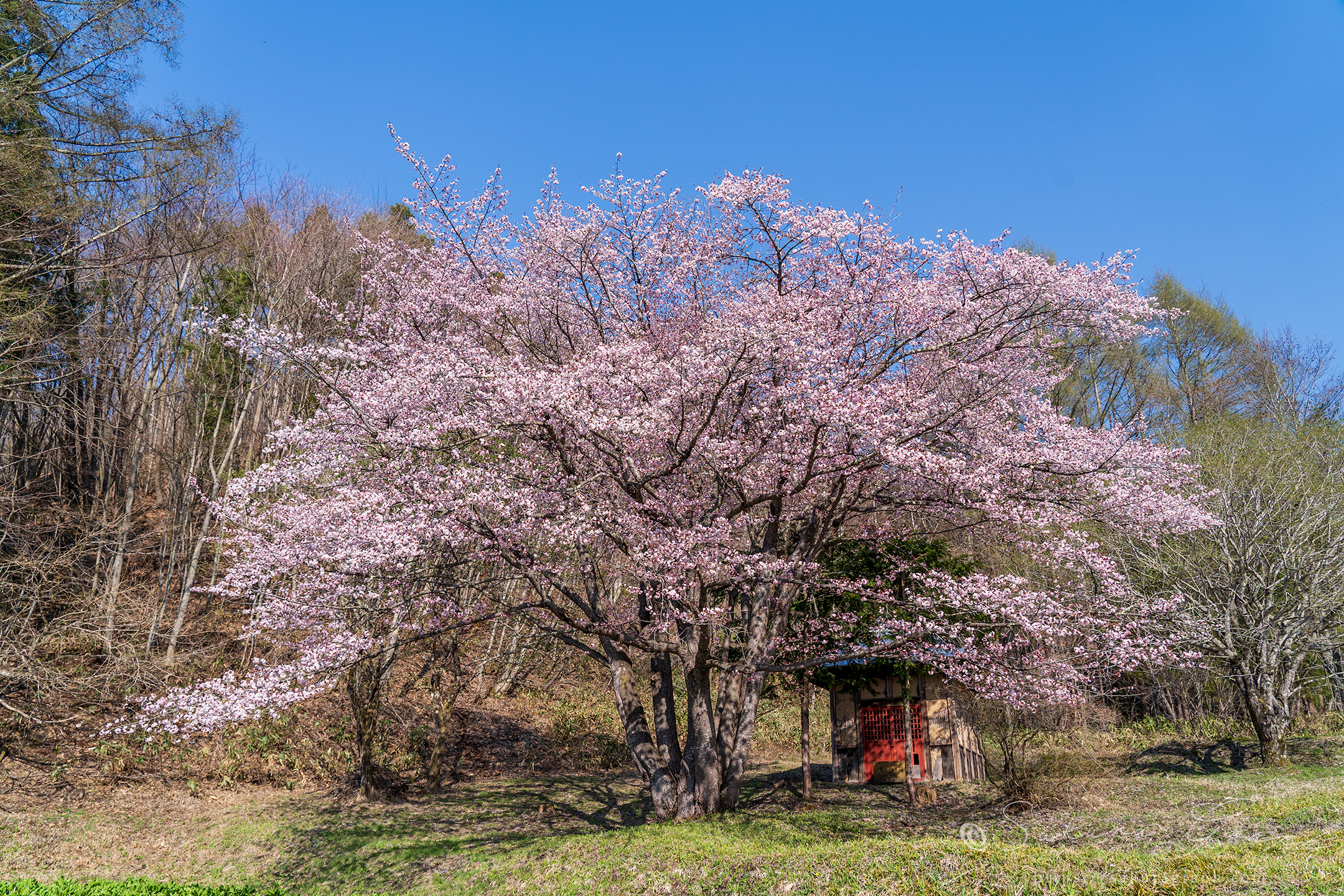 オキノ桜