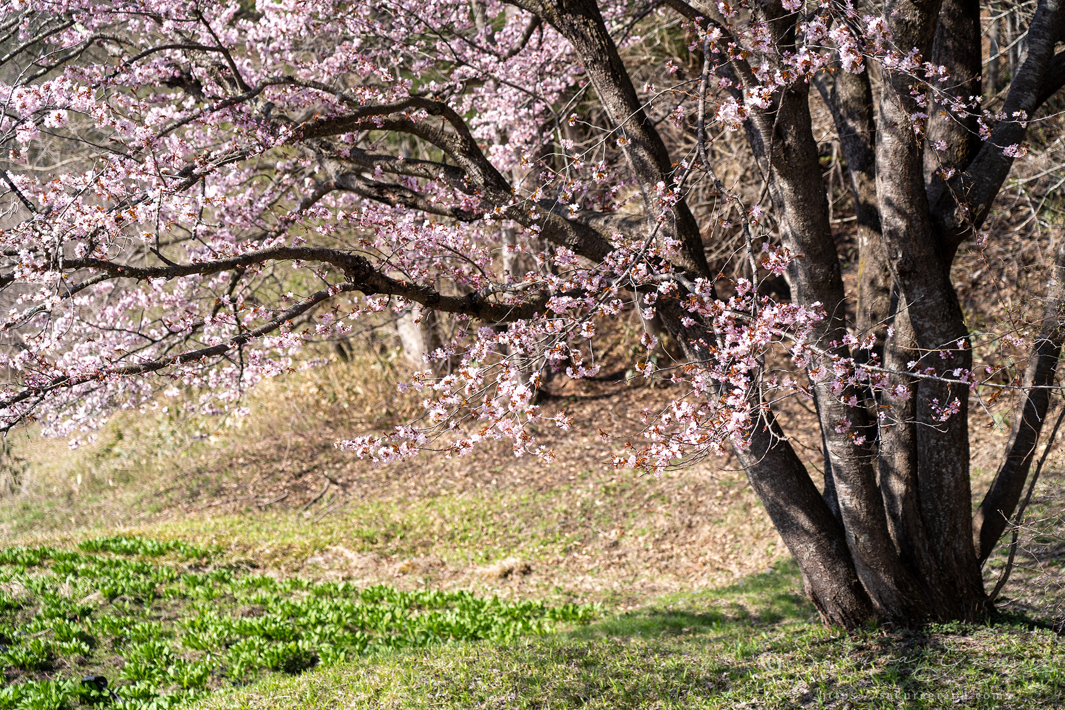 オキノ桜