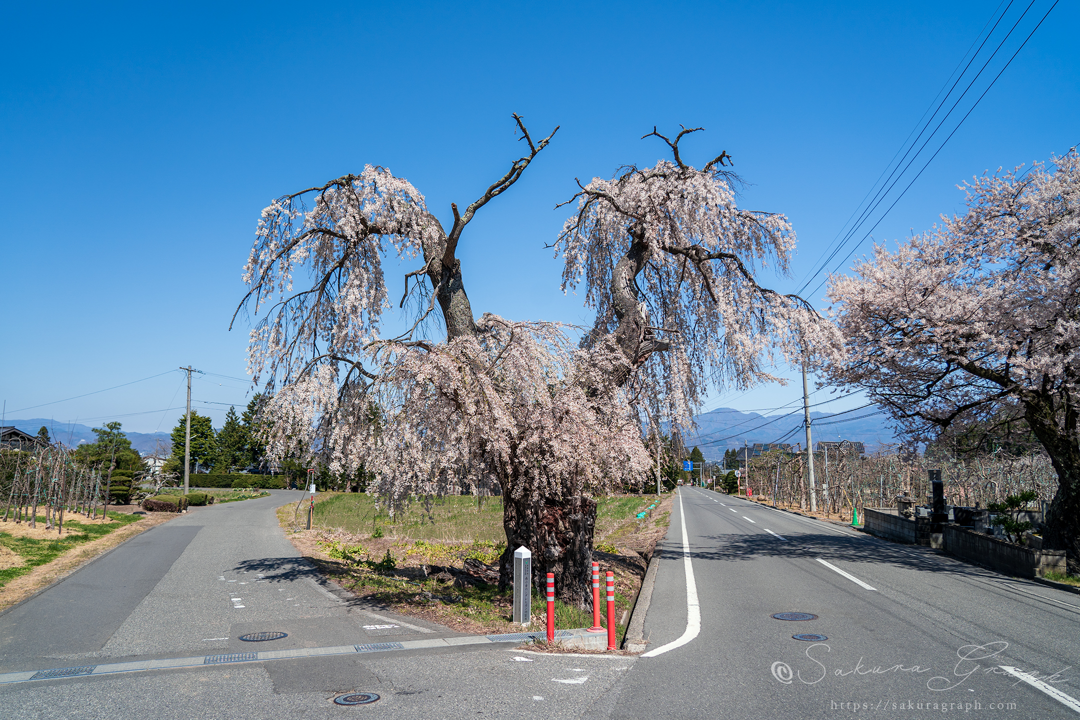 南小倉のシダレヒガン