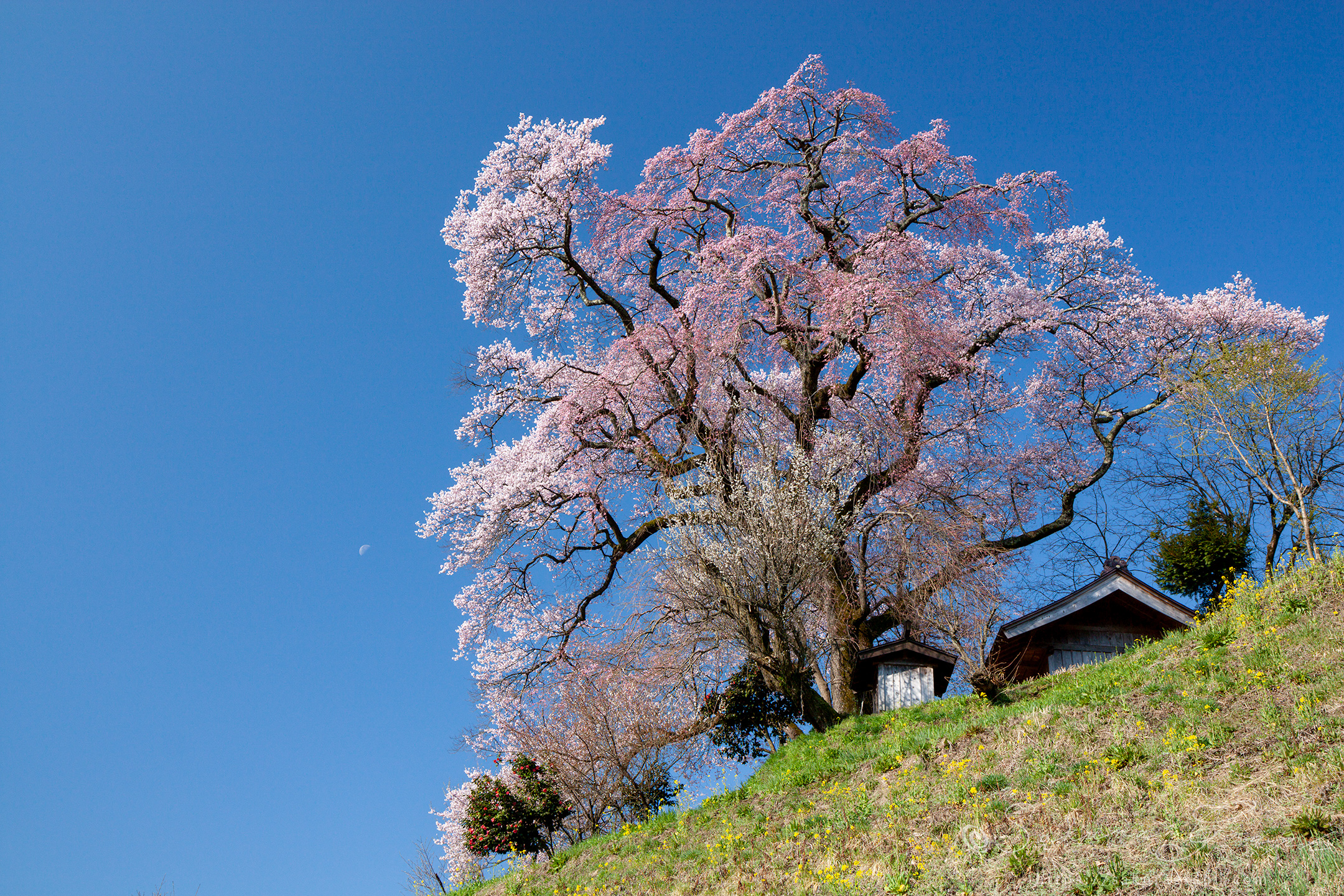 天神夫婦桜