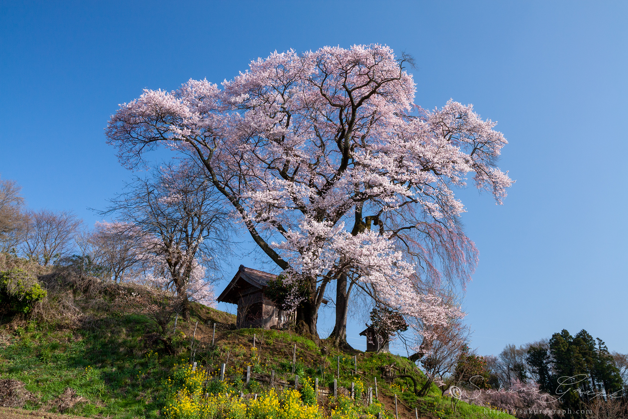 天神夫婦桜