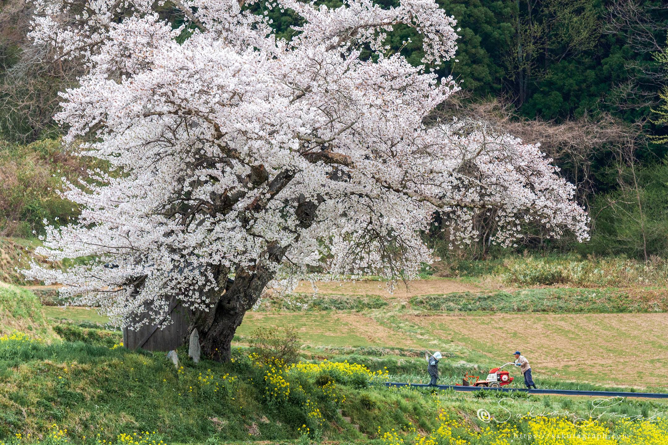 小沢の桜