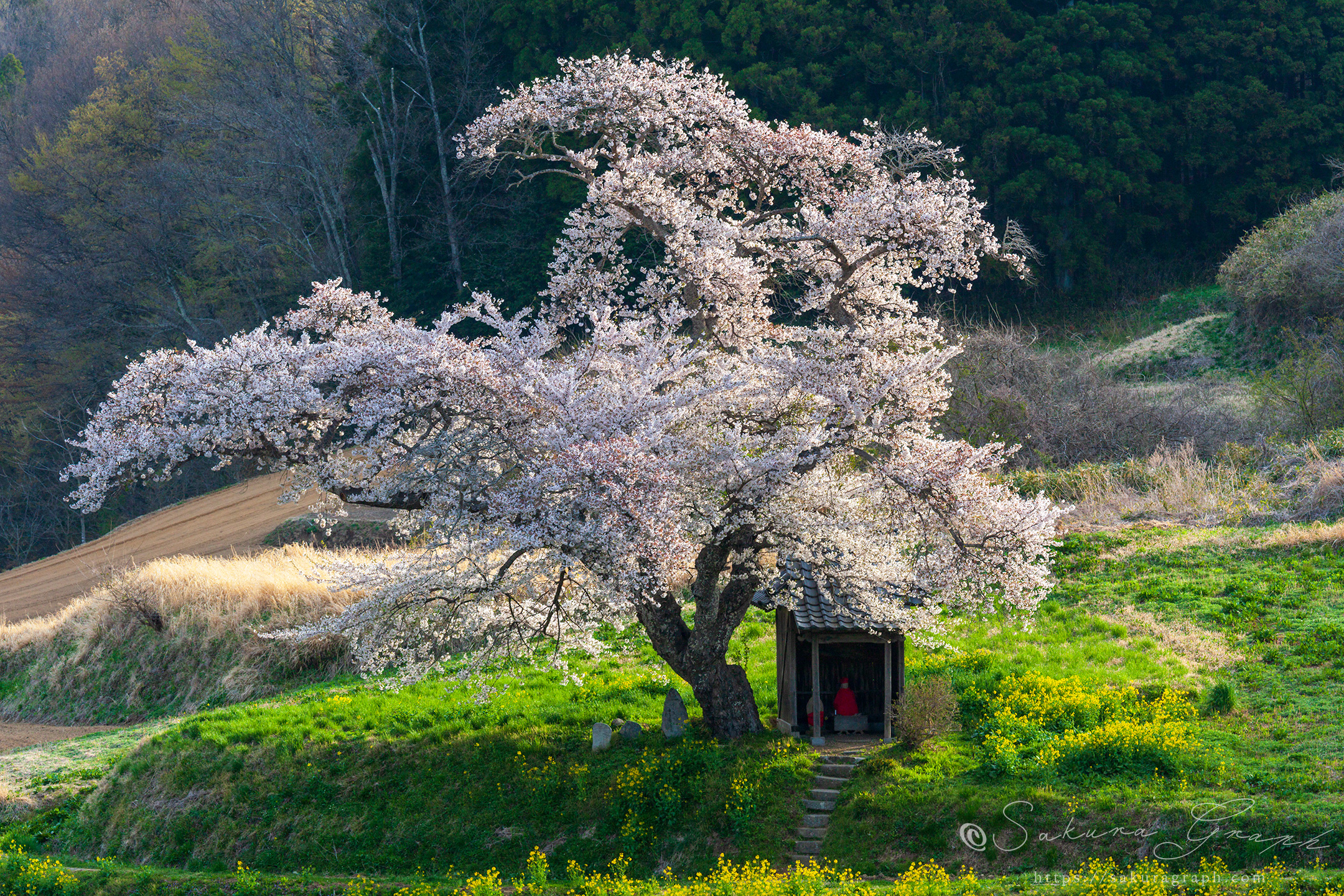 小沢の桜