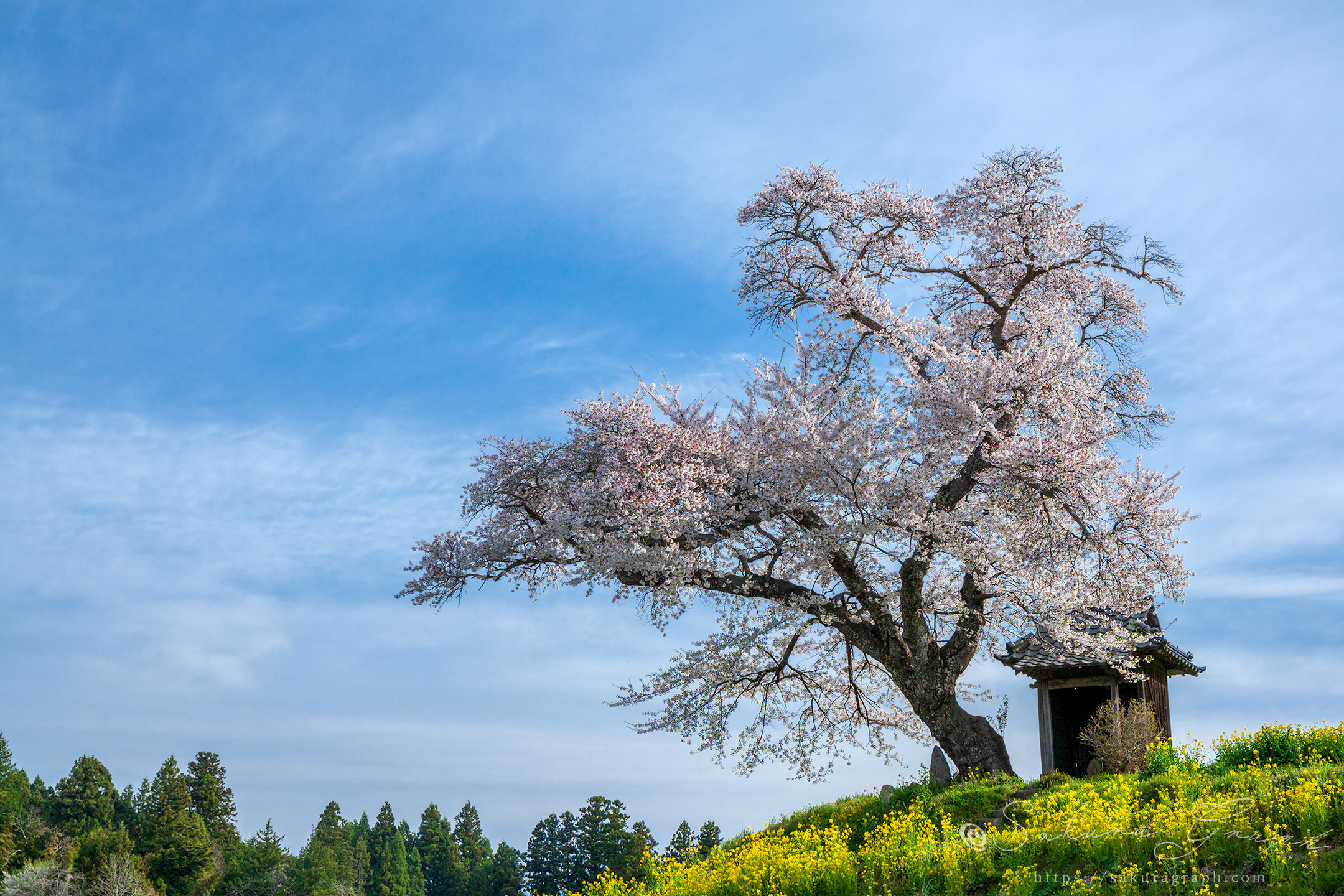 小沢の桜