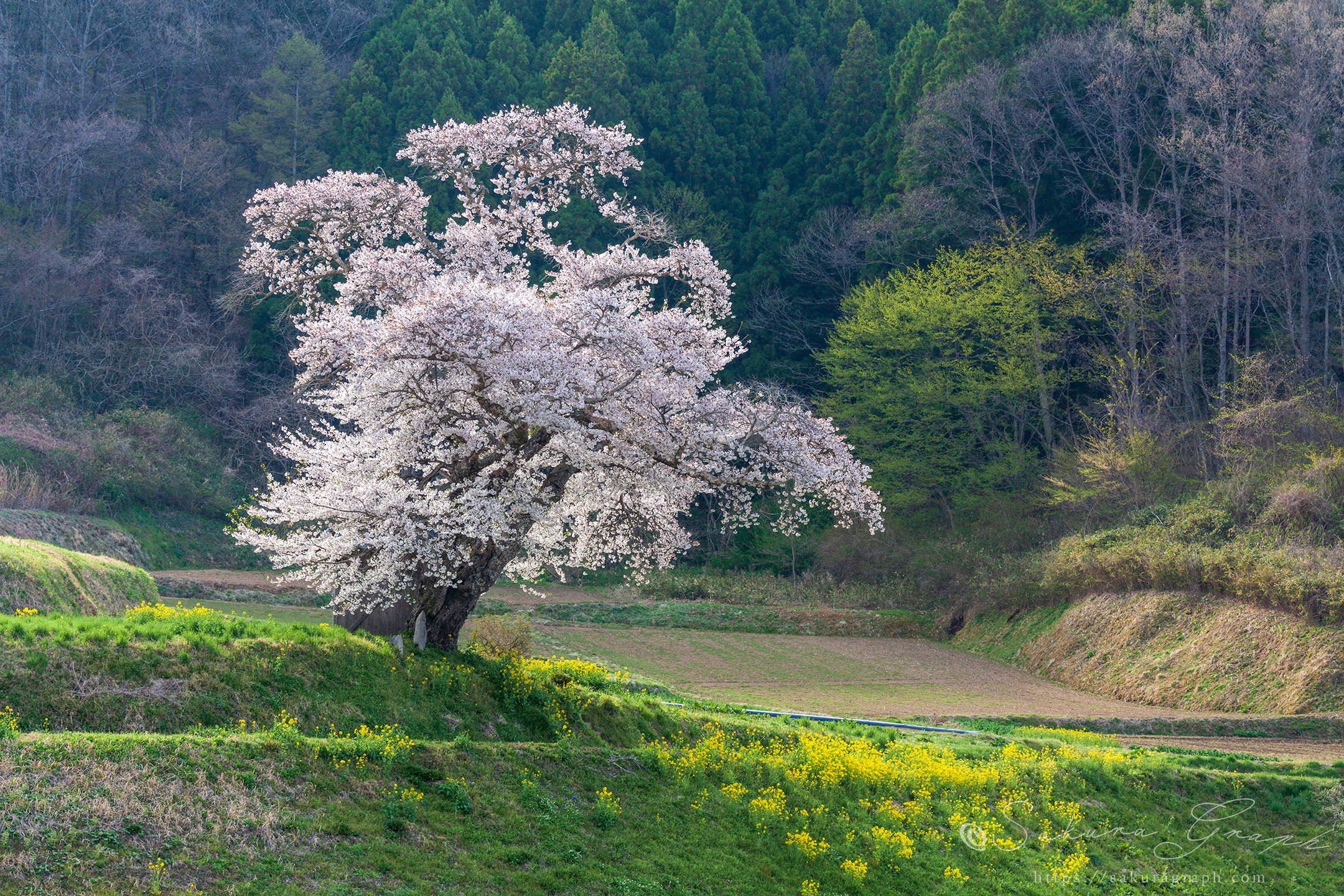 小沢の桜