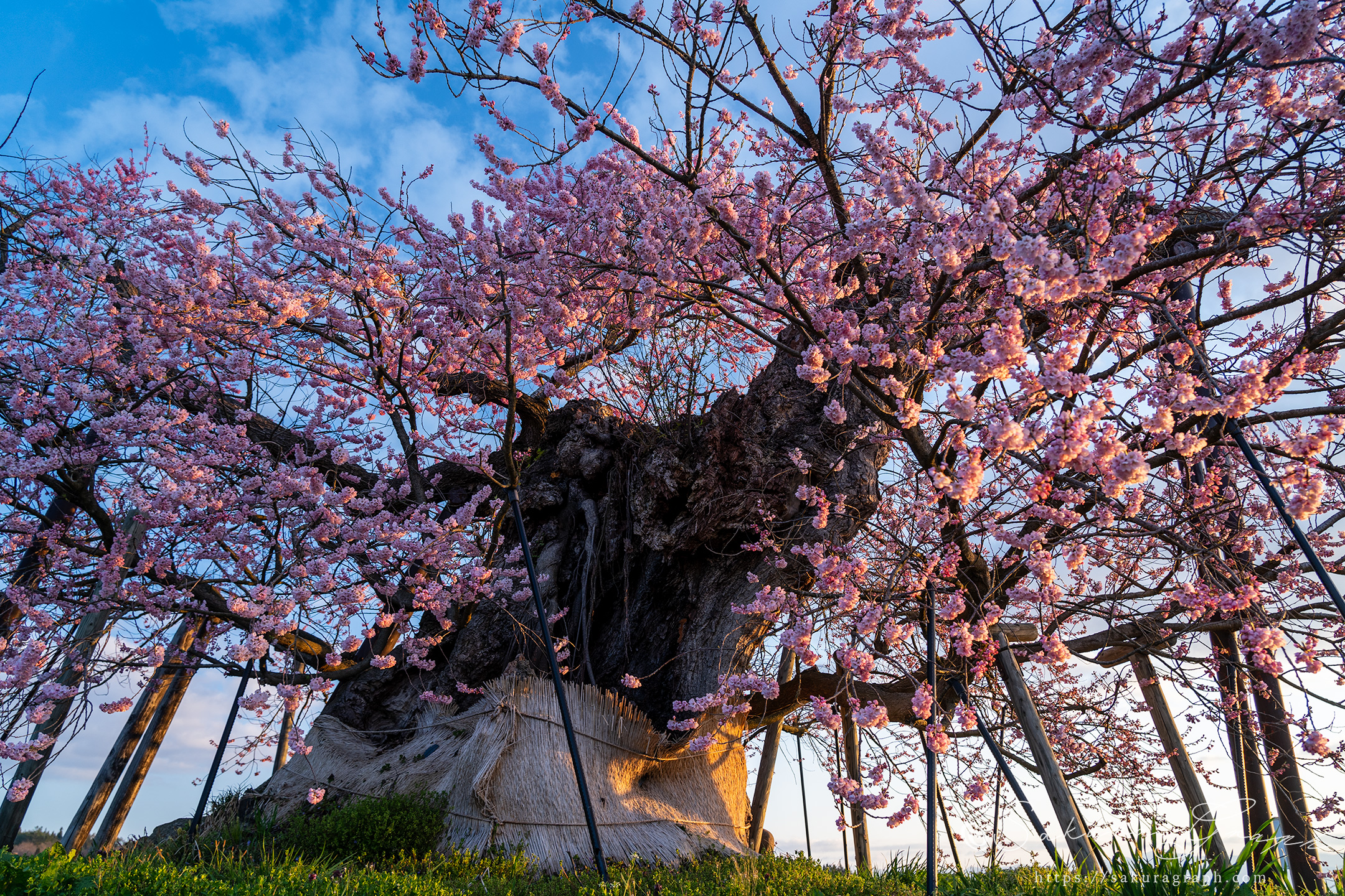 米沢の千歳桜