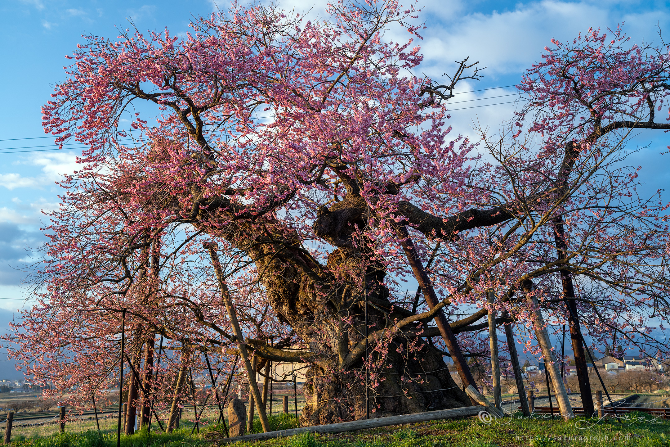 米沢の千歳桜