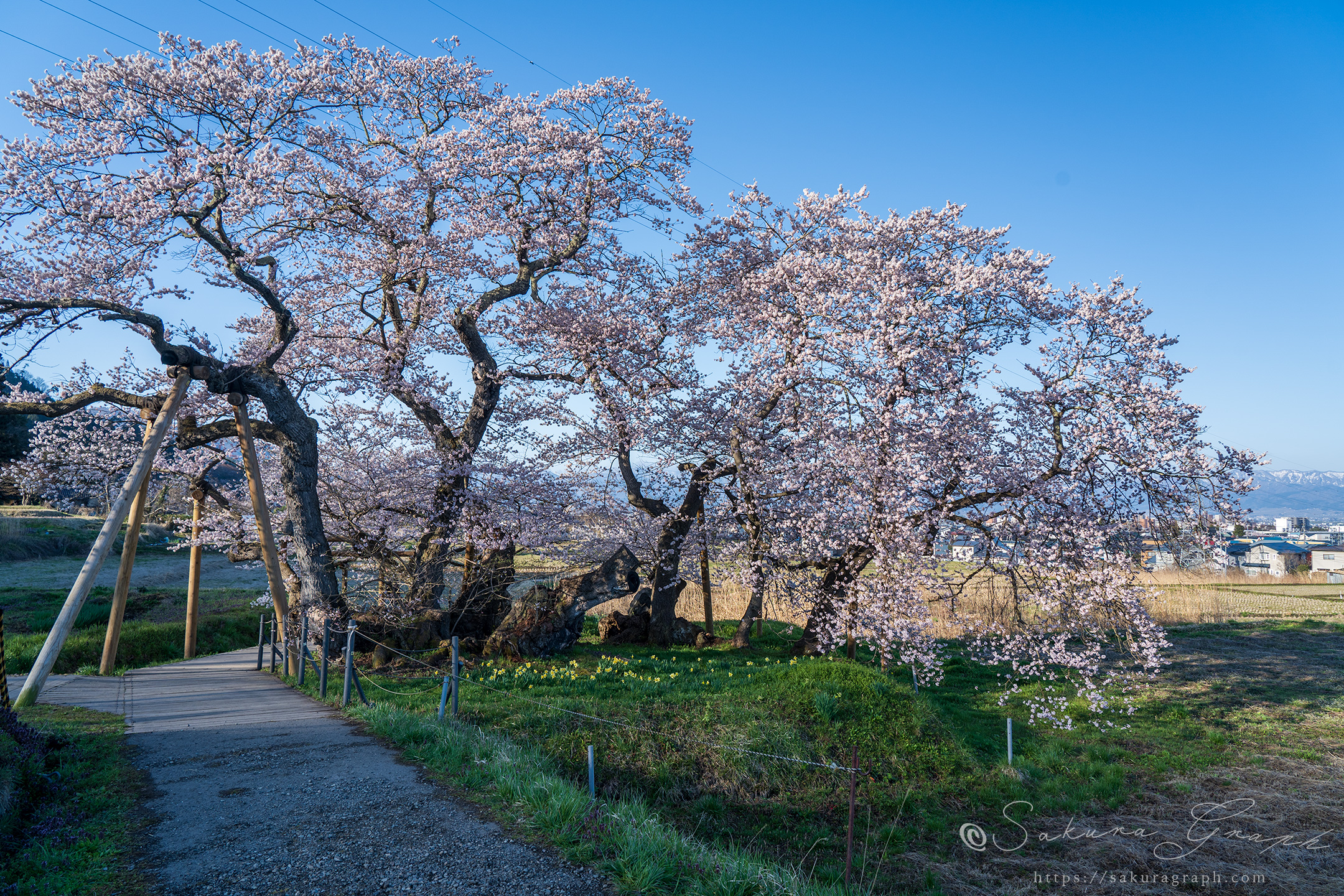 石部桜