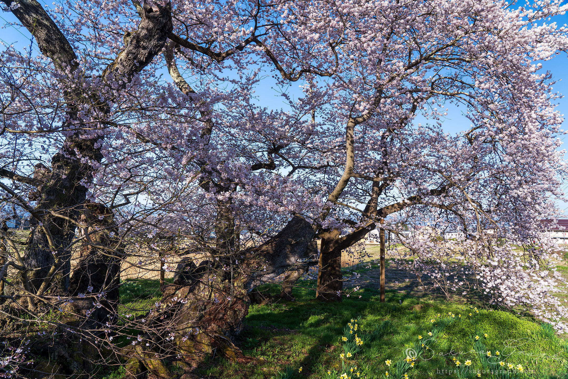 石部桜